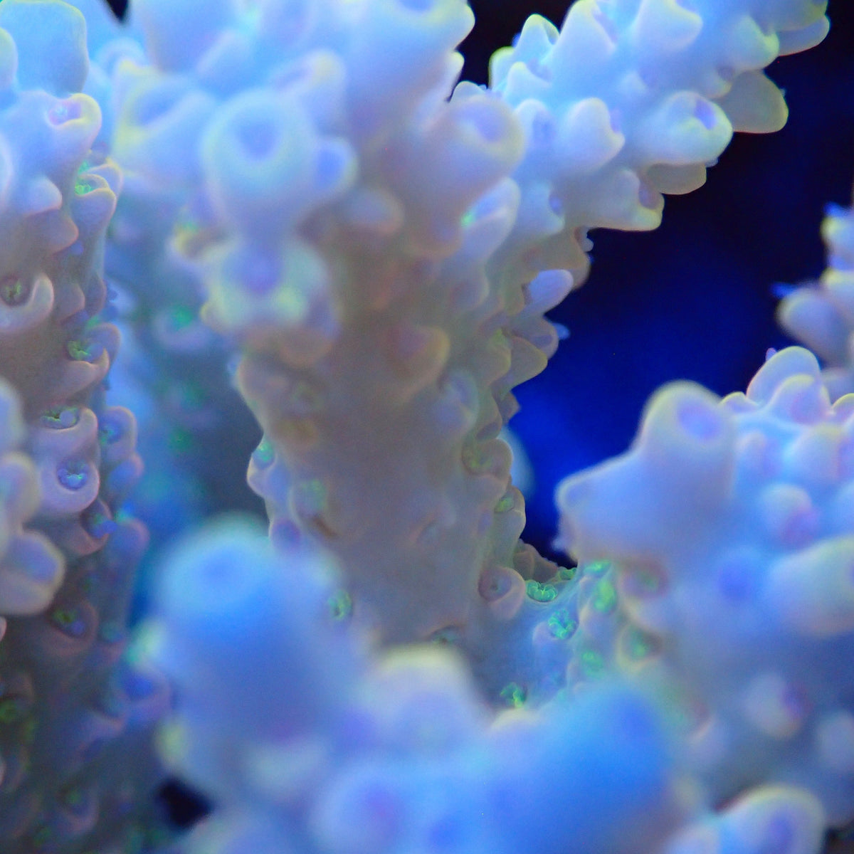 Acro Colony T3D8 macro