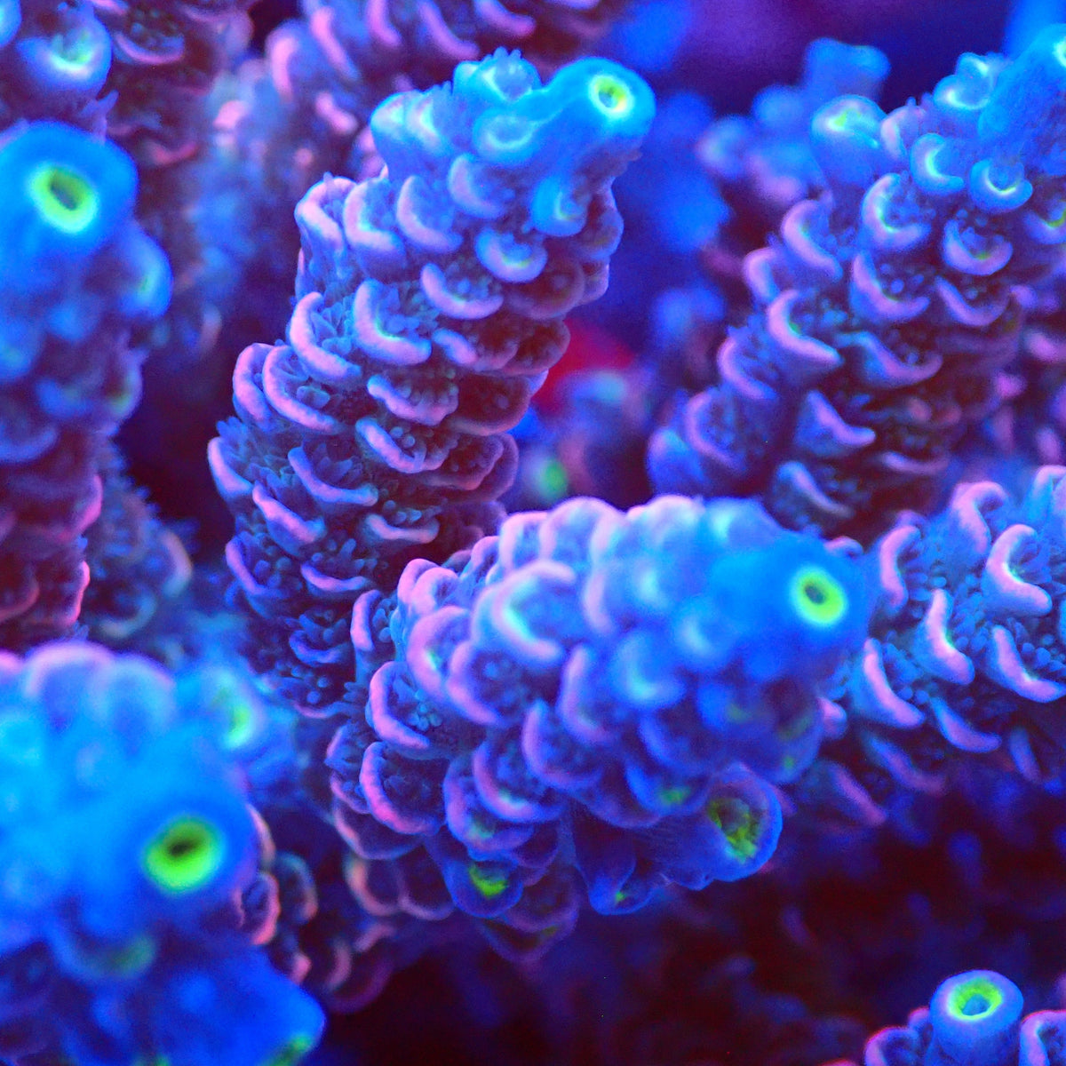 Acro Colony T3D9 macro