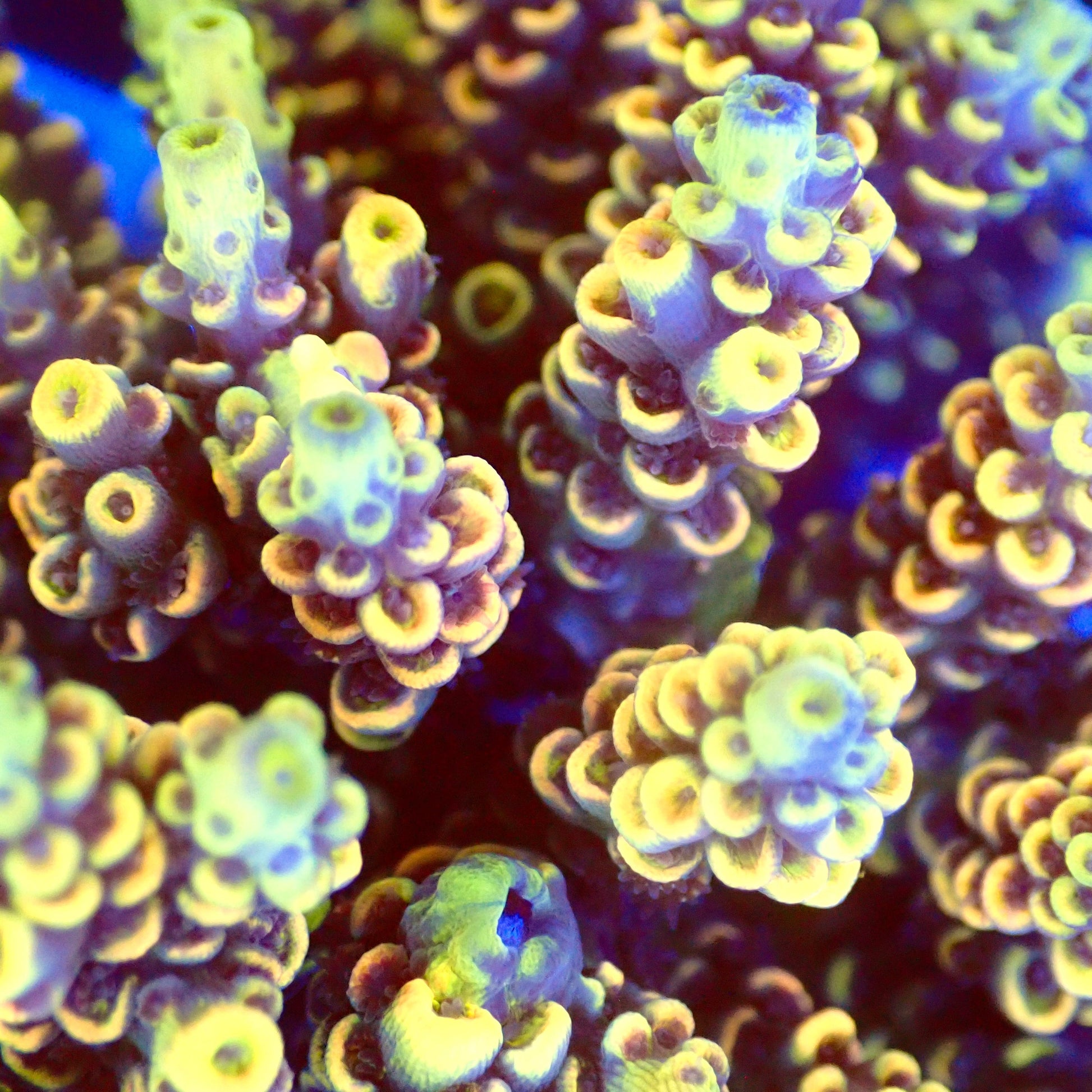 Acro Colony T2A10 macro