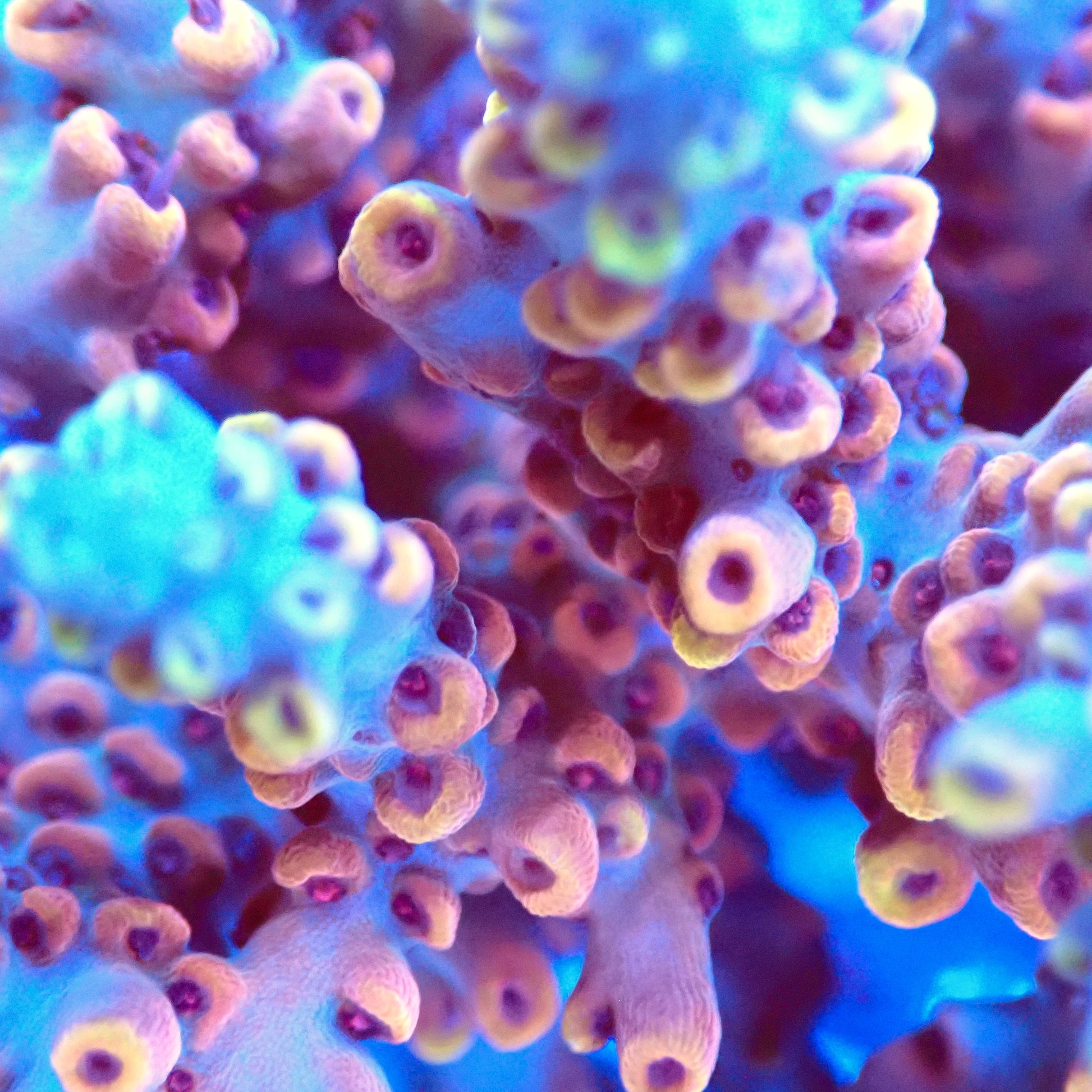Acro Colony T2A1 macro