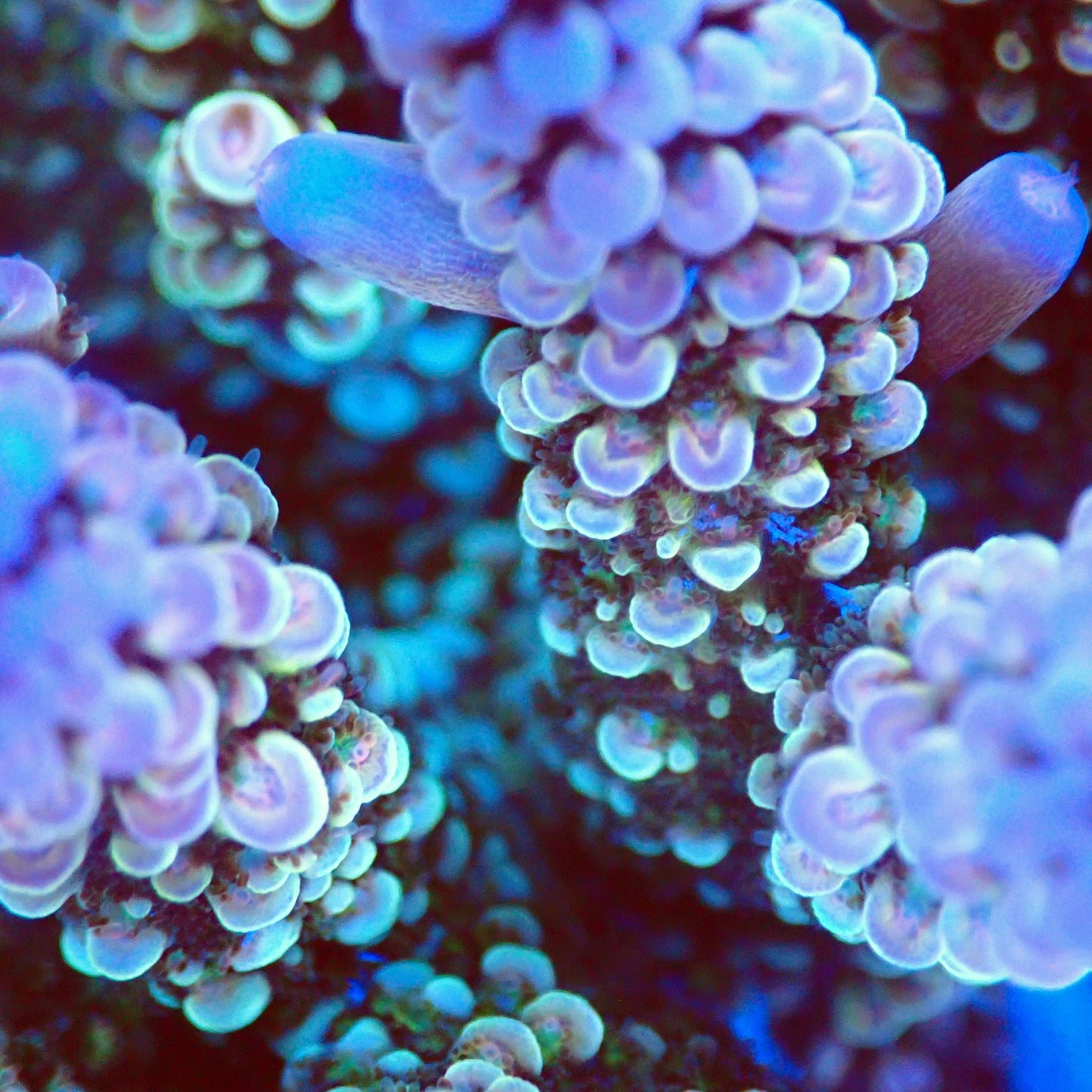 Acro Colony T2A2 macro