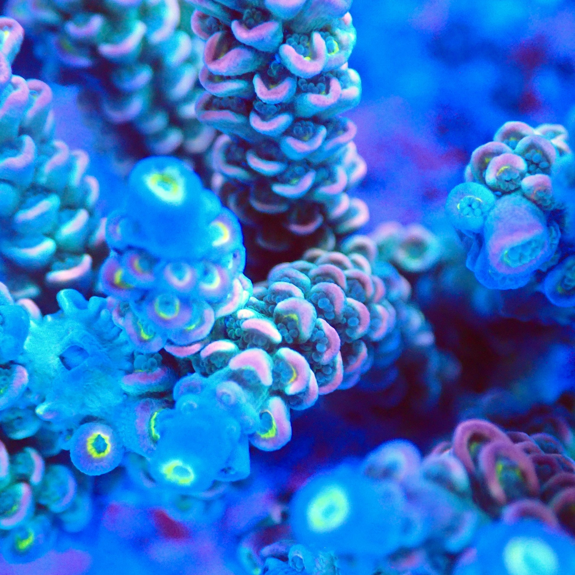 Acro Colony T2A3 macro
