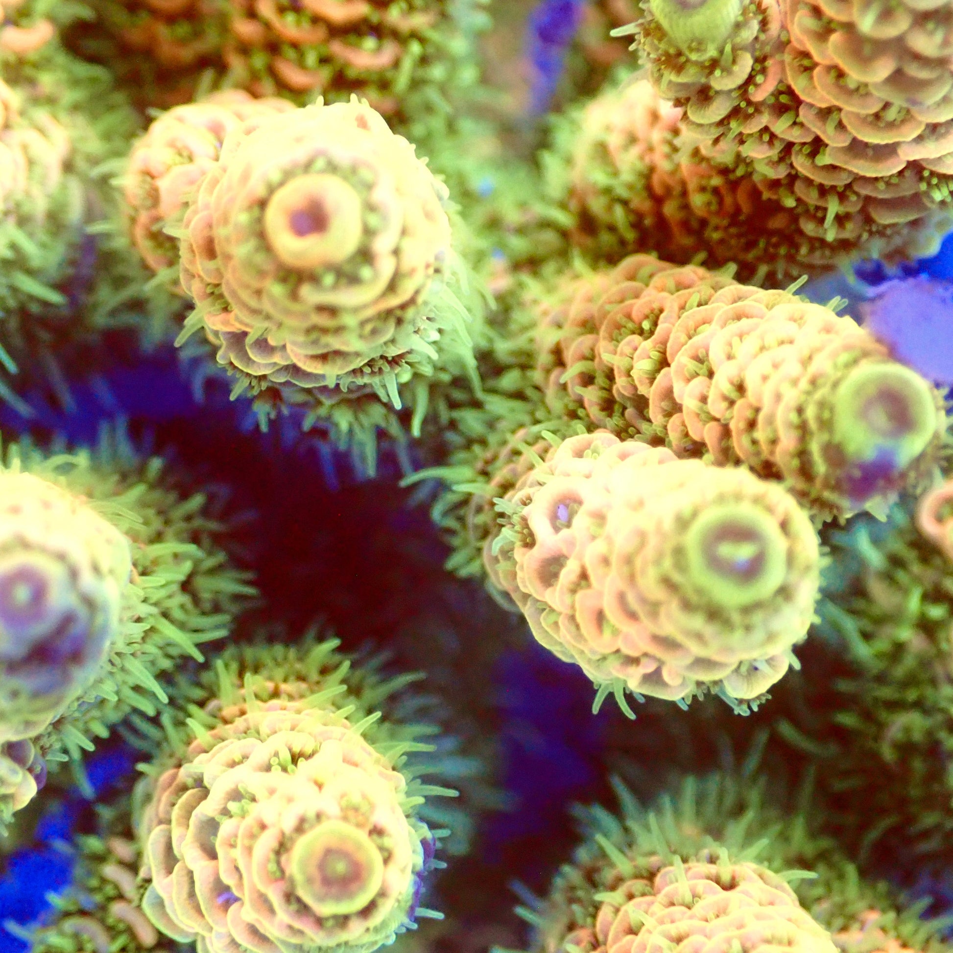 Acro Colony T2A4 macro