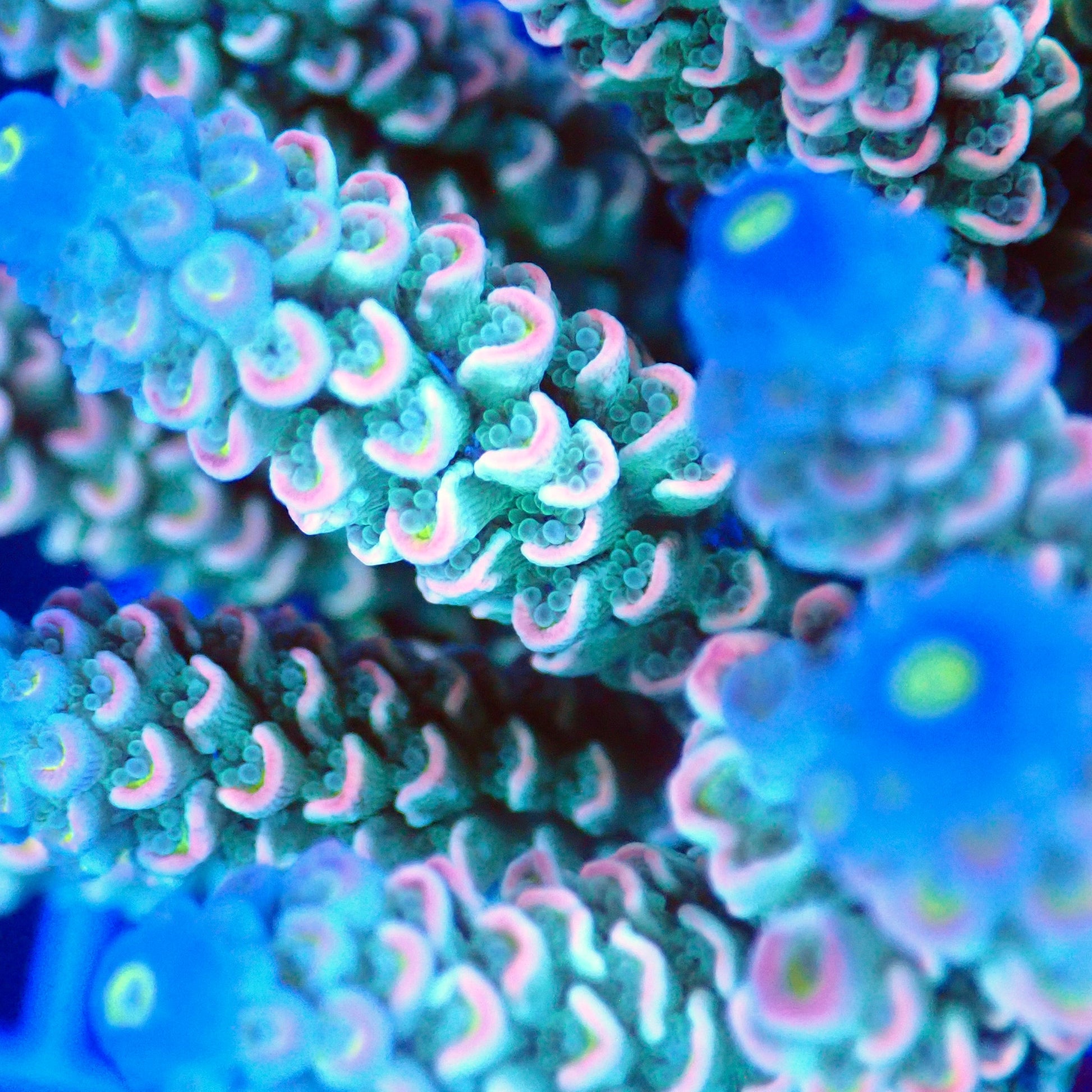 Acro Colony T2A5 macro
