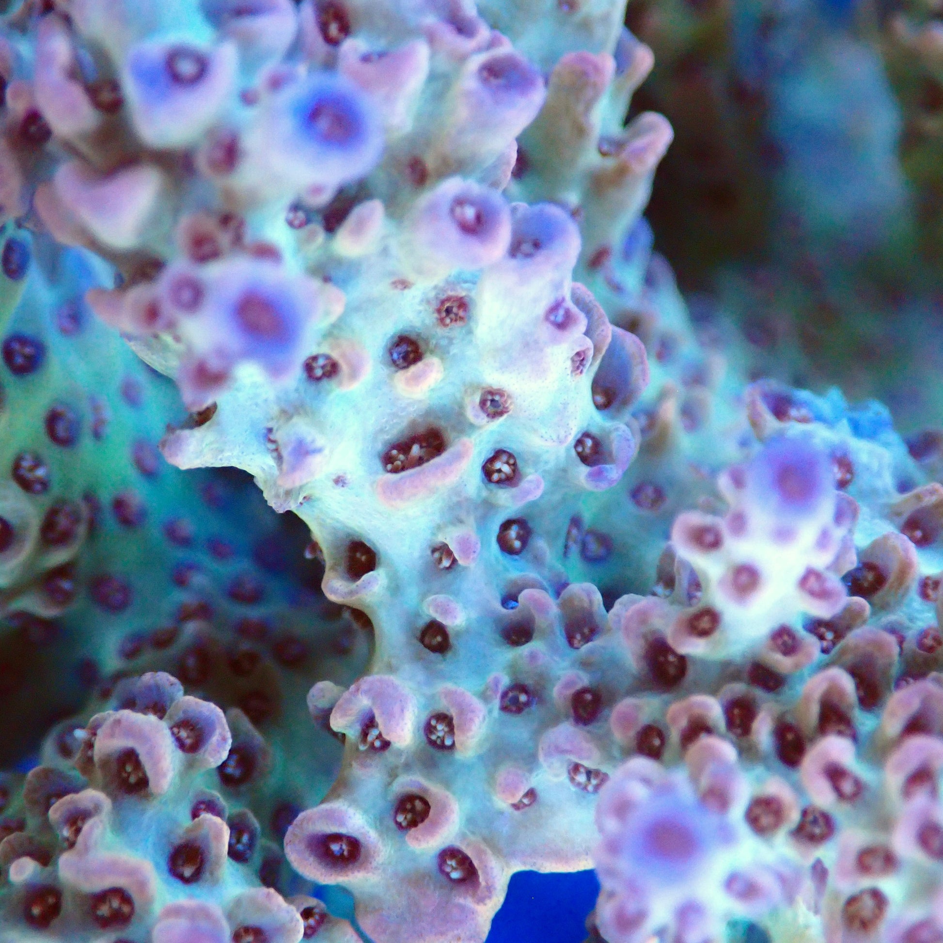 Acro Colony T2A6 macro