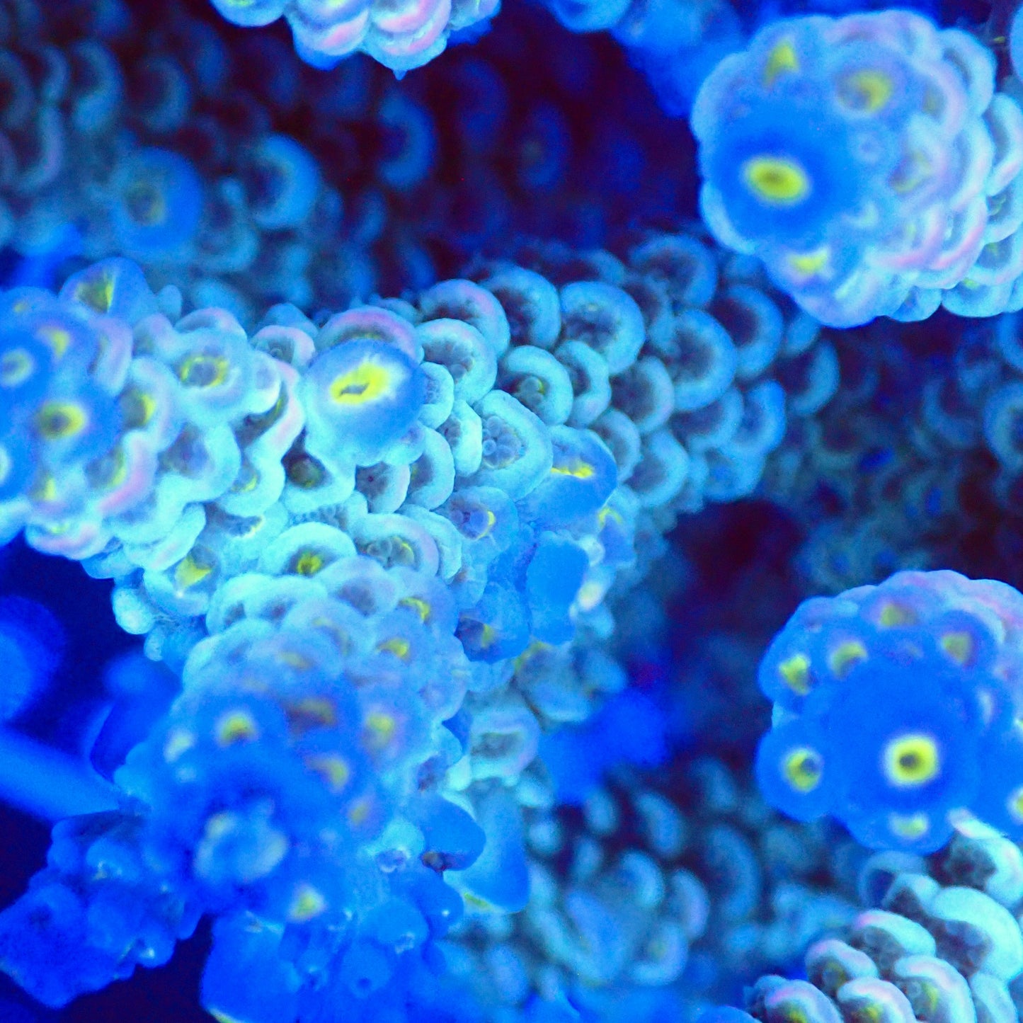 Acro Colony T2A7 macro
