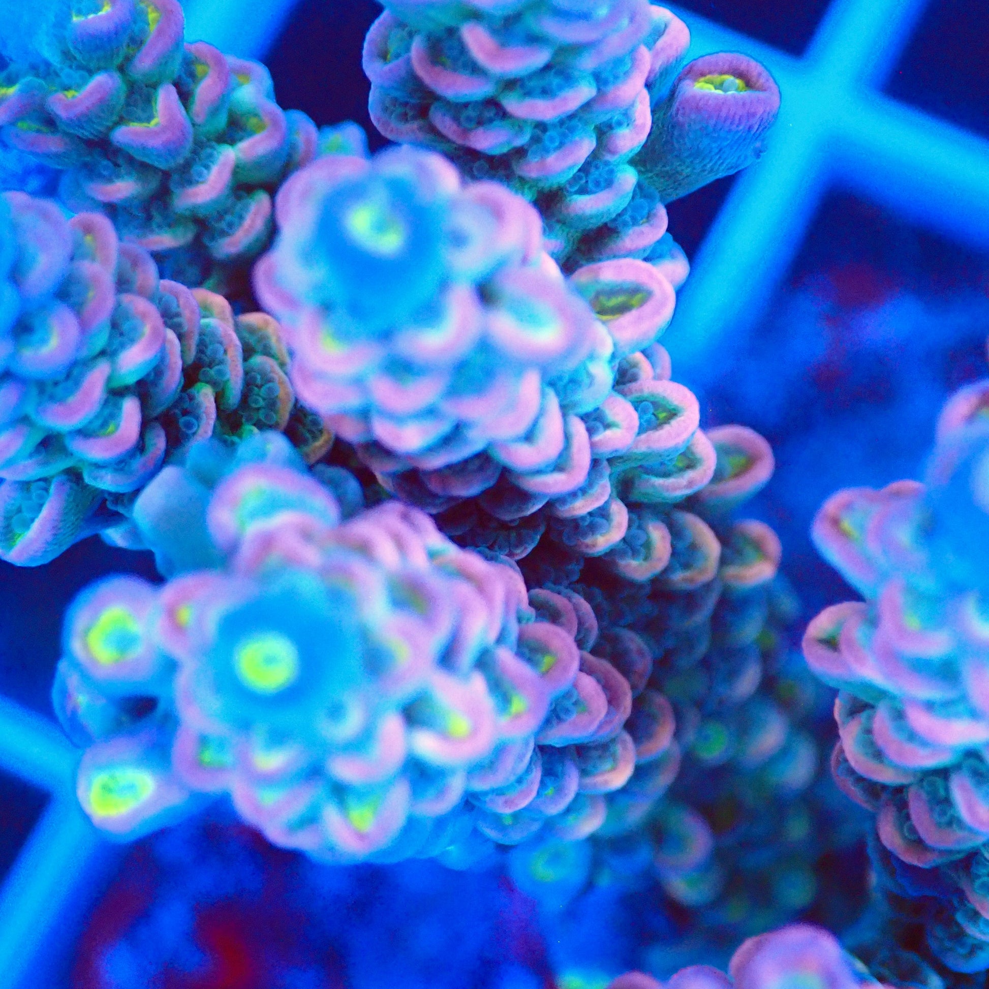 Acro Colony T2A9 macro
