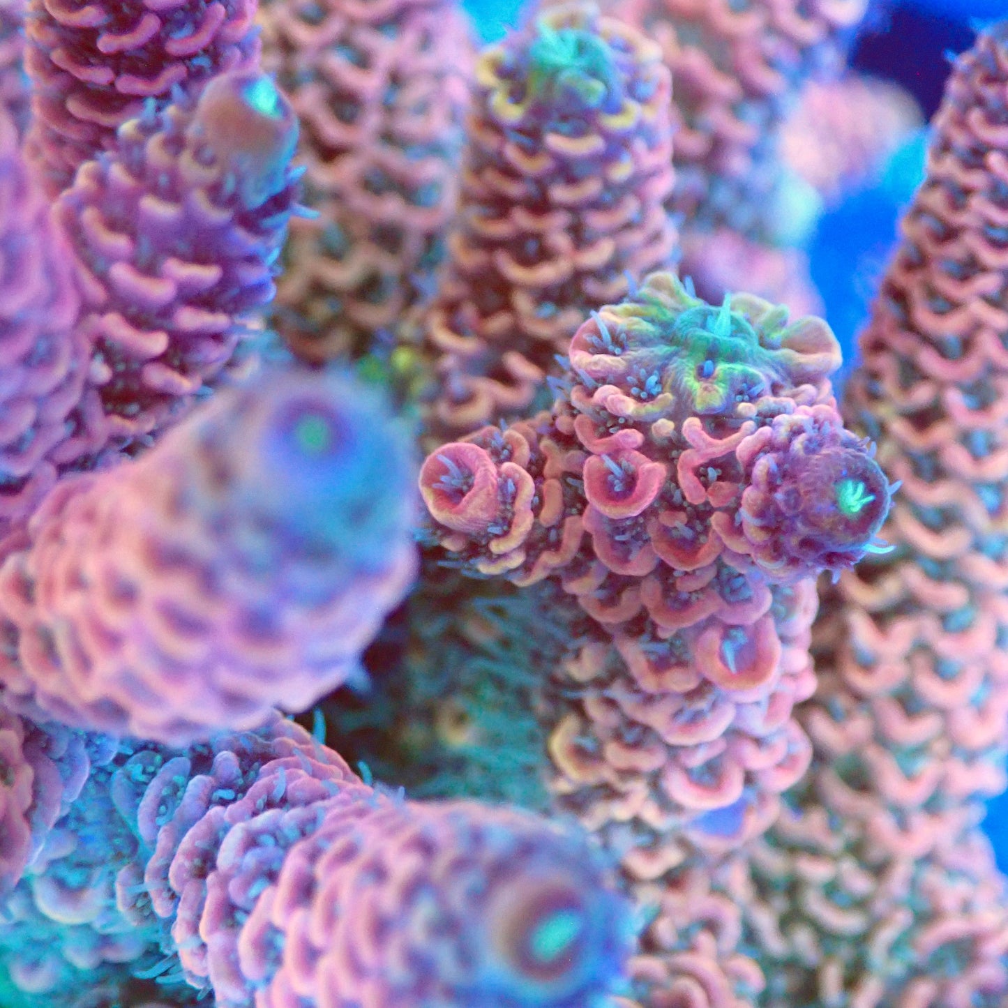 Acro Colony T2B10 macro