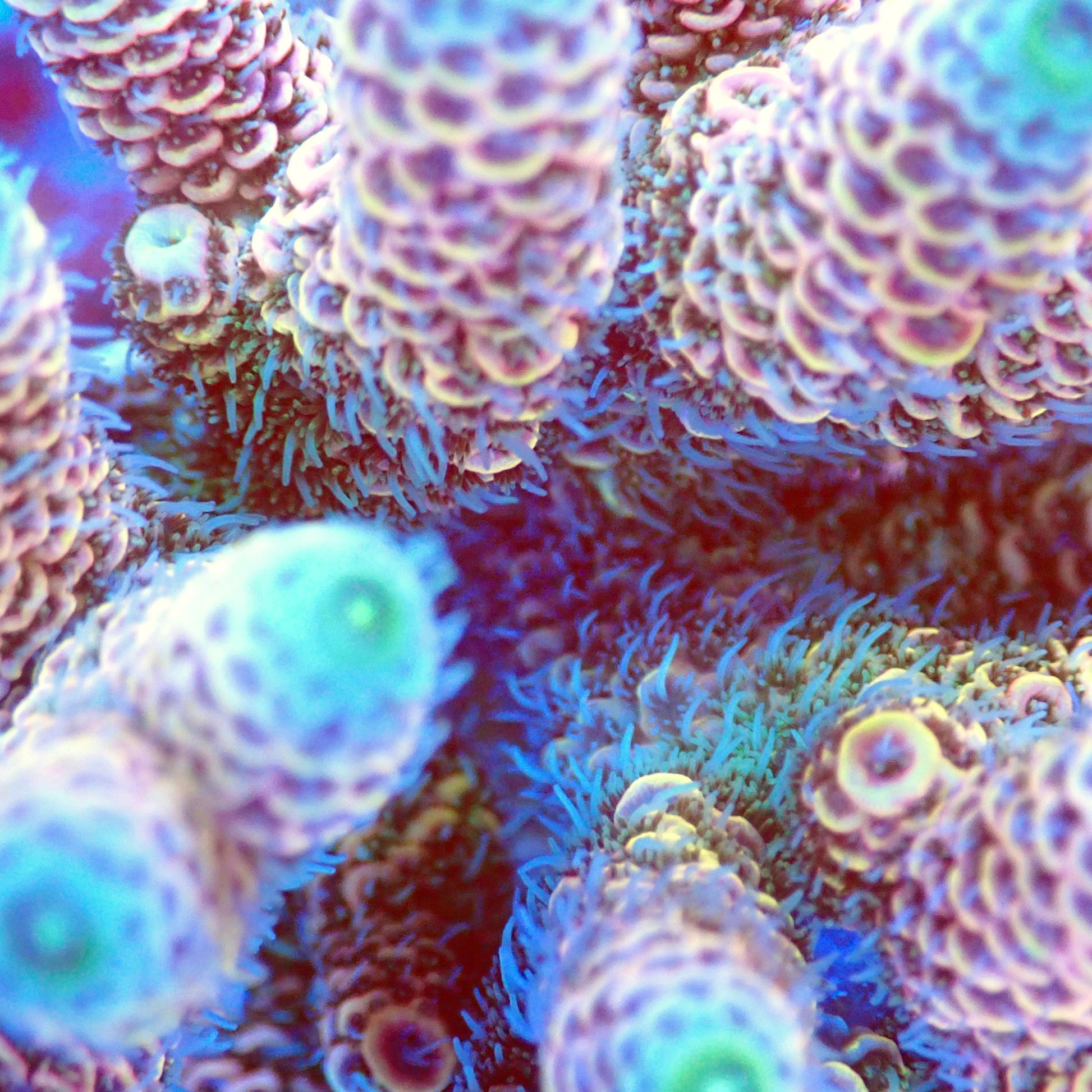 Acro Colony T2B1 macro