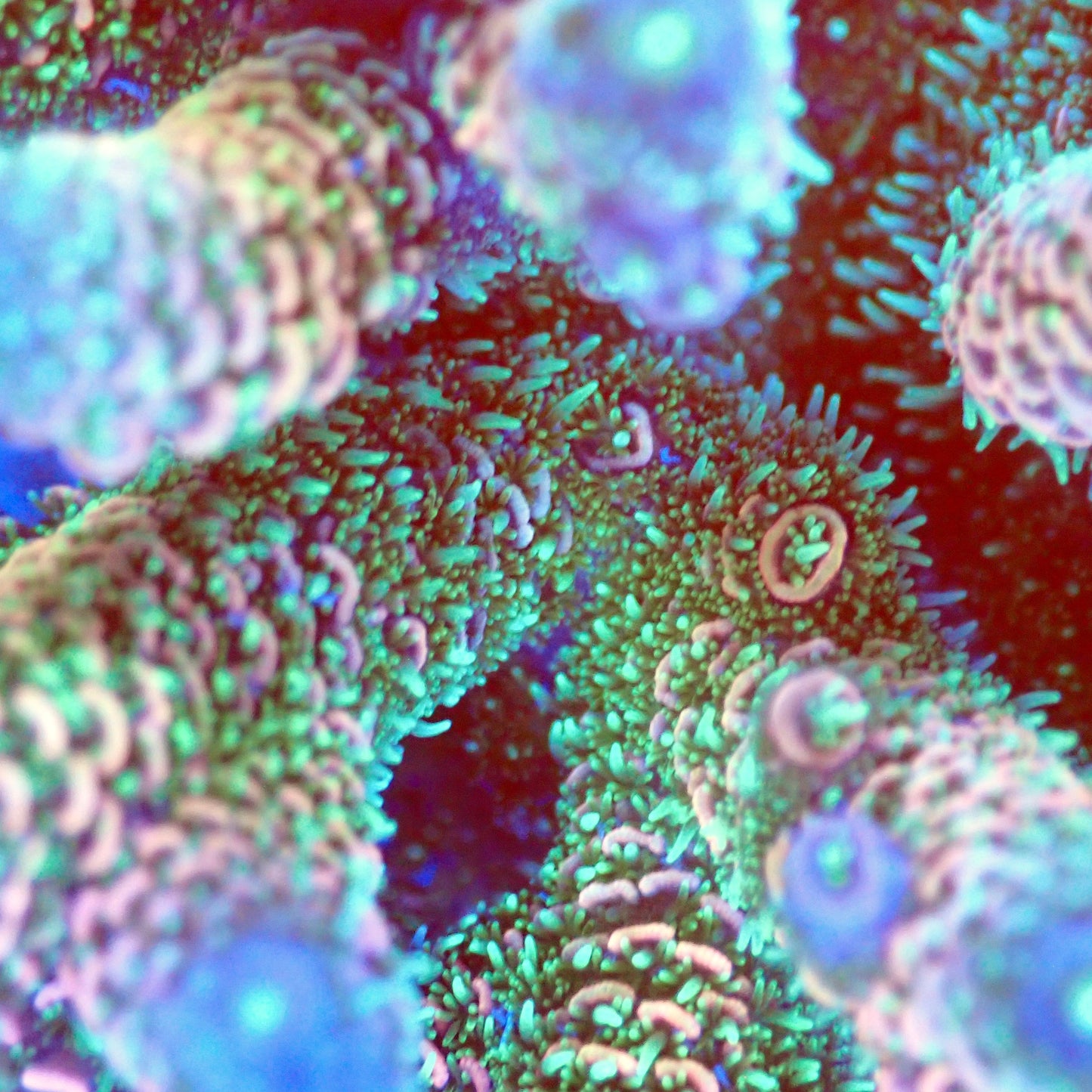 Acro Colony T2B2 macro