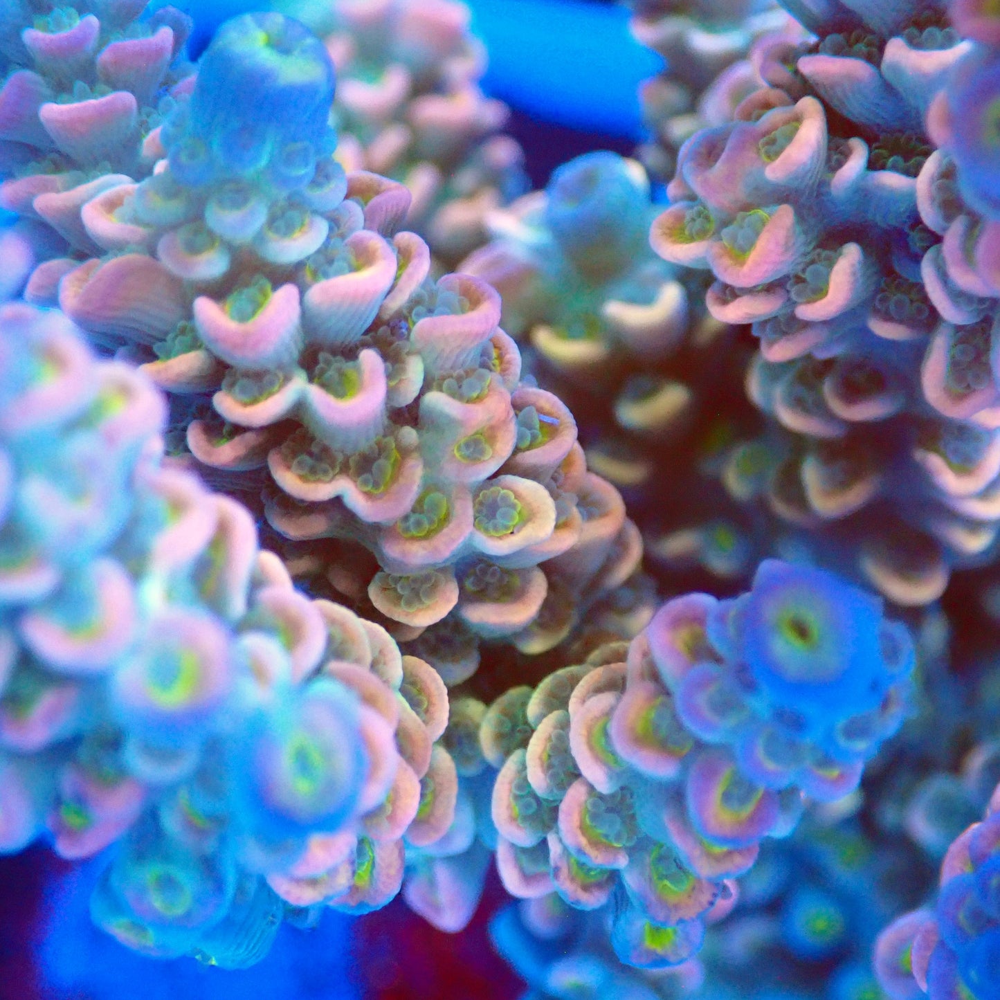 Acro Colony T2B3 macro