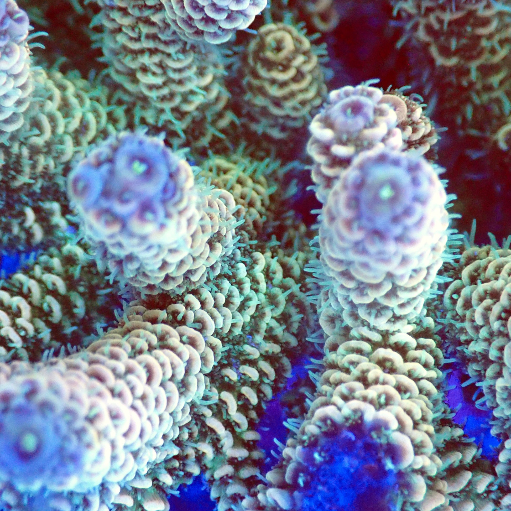Acro Colony T2B4 macro