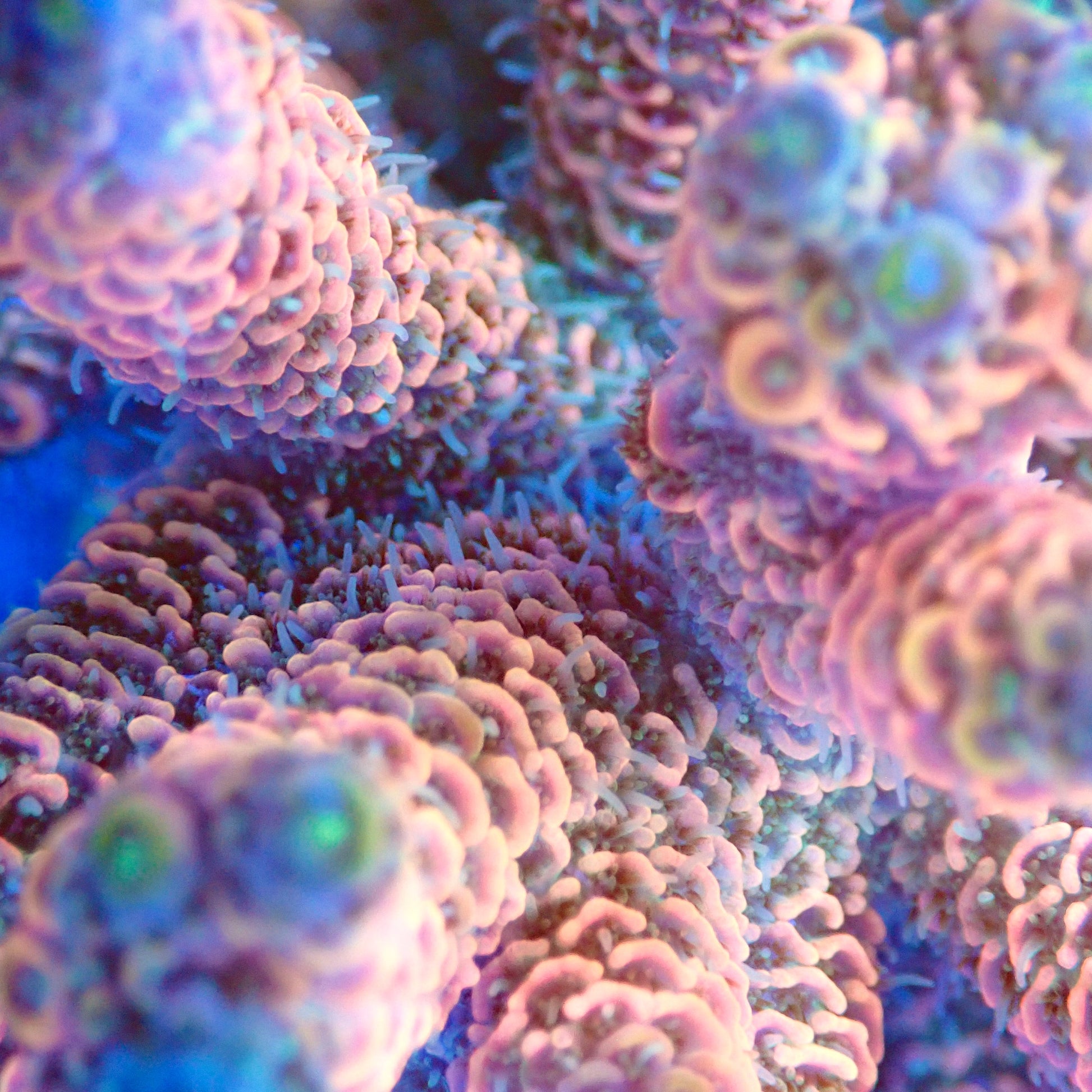 Acro Colony T2B5 macro