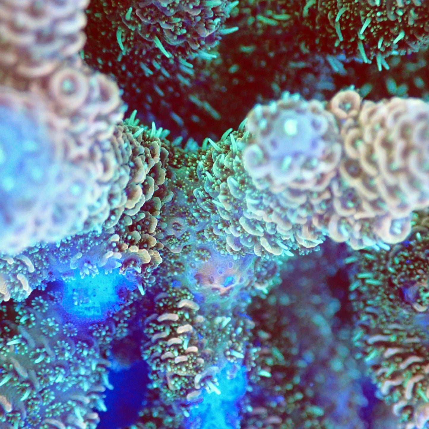 Acro Colony T2B6 macro