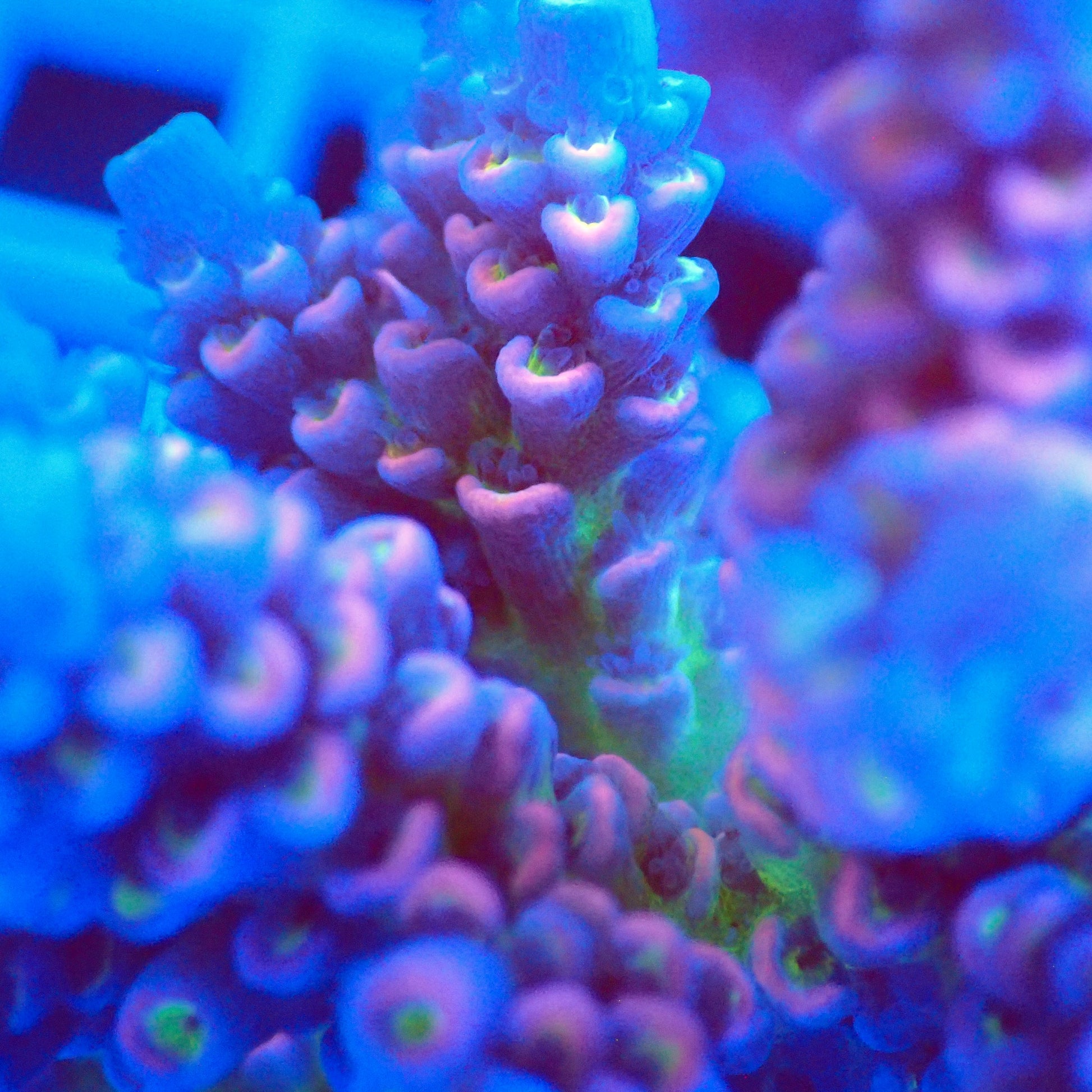 Acro Colony T2B8 macro