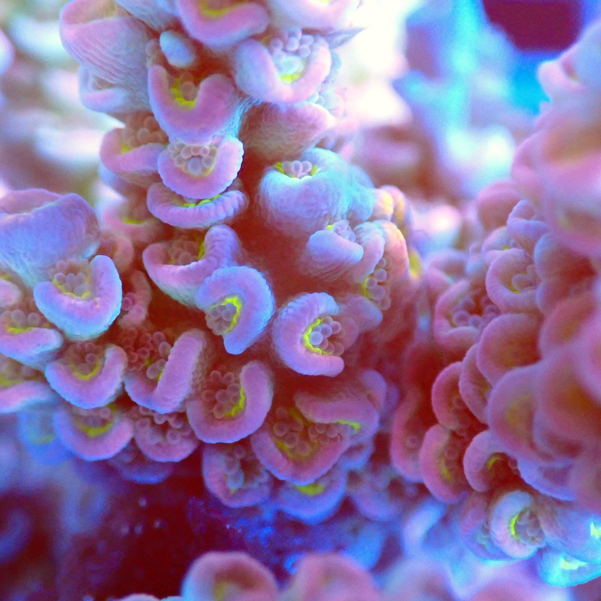 Acro Colony T2B9 macro