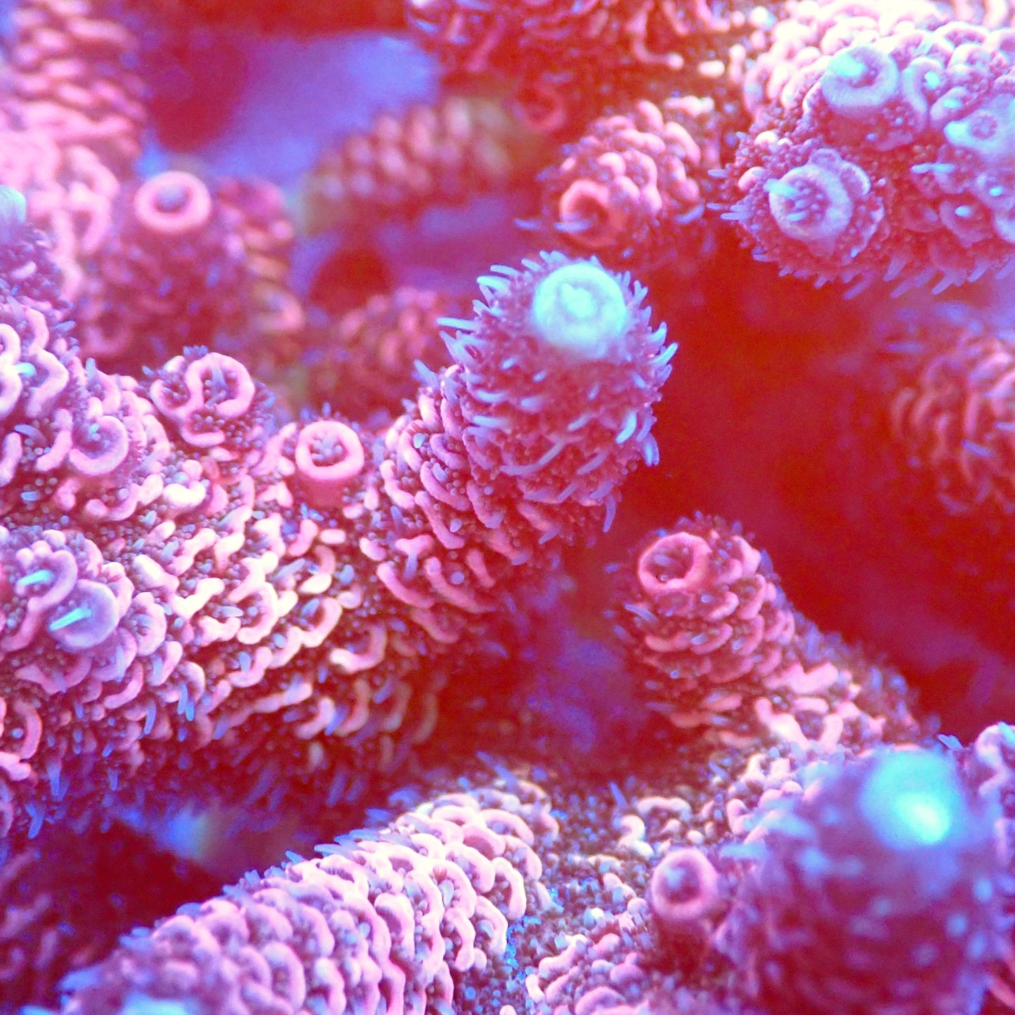 Acro Colony T2C10 macro