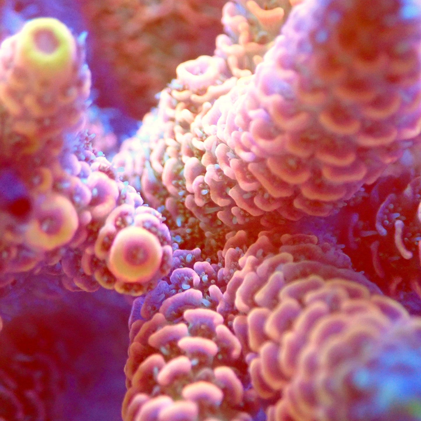 Acro Colony T2C1 macro