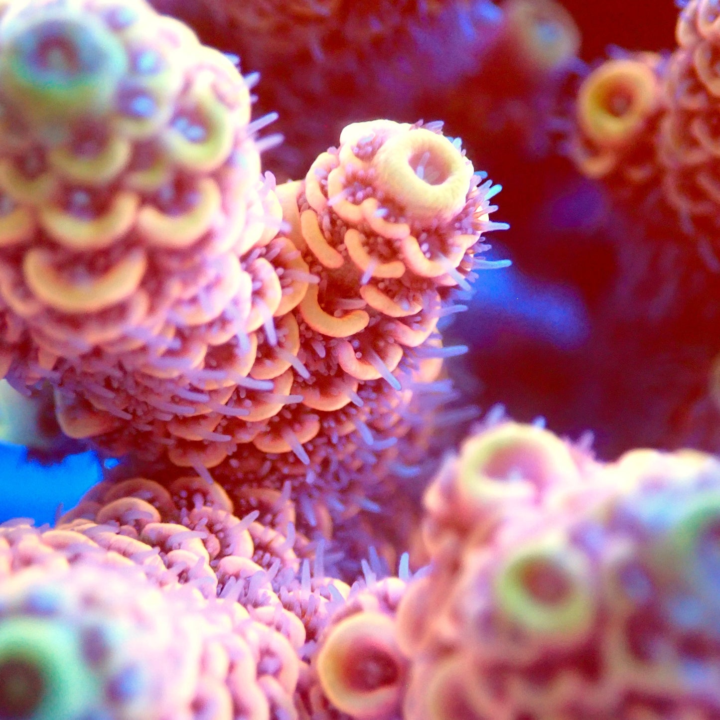 Acro Colony T2C2 macro
