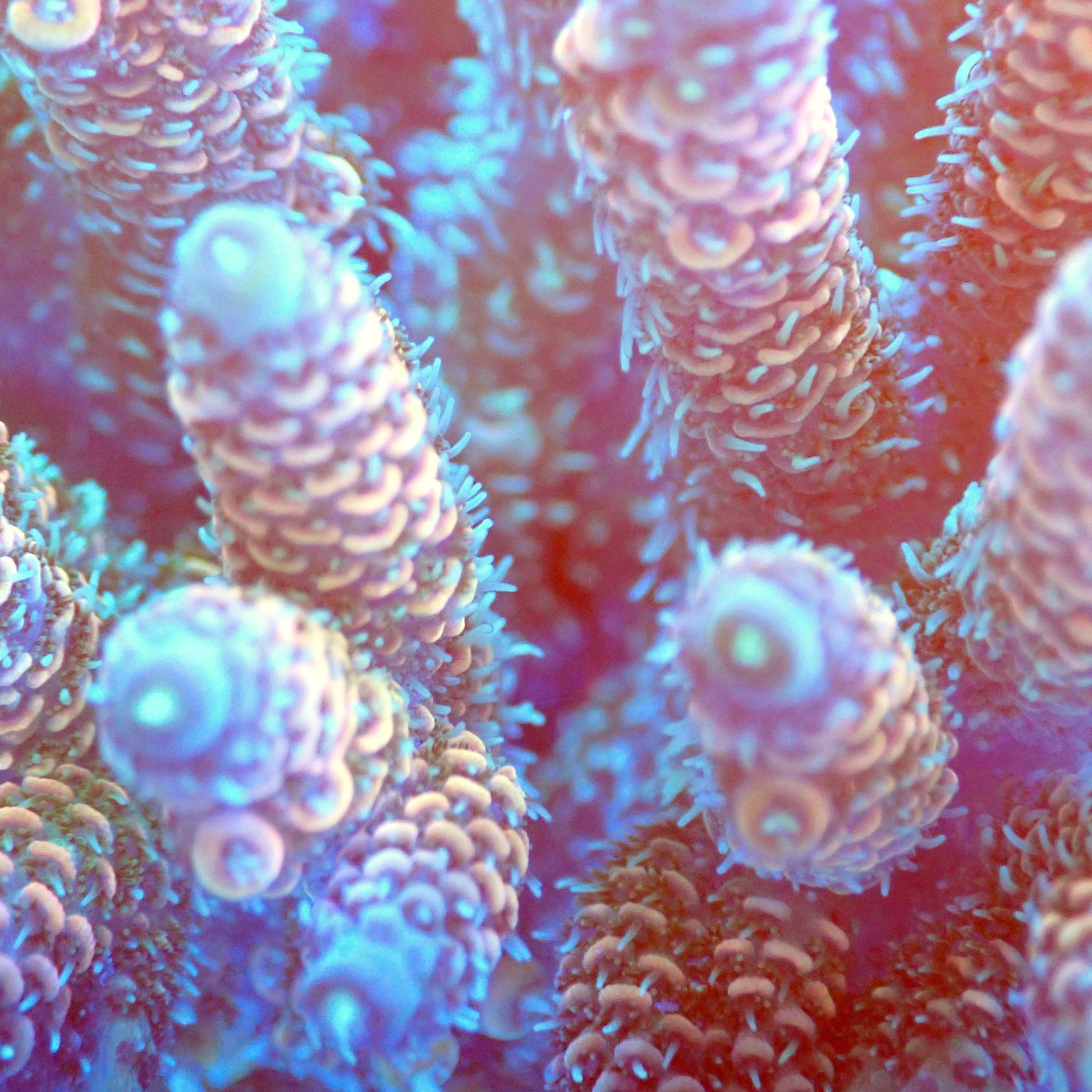 Acro Colony T2C3 macro