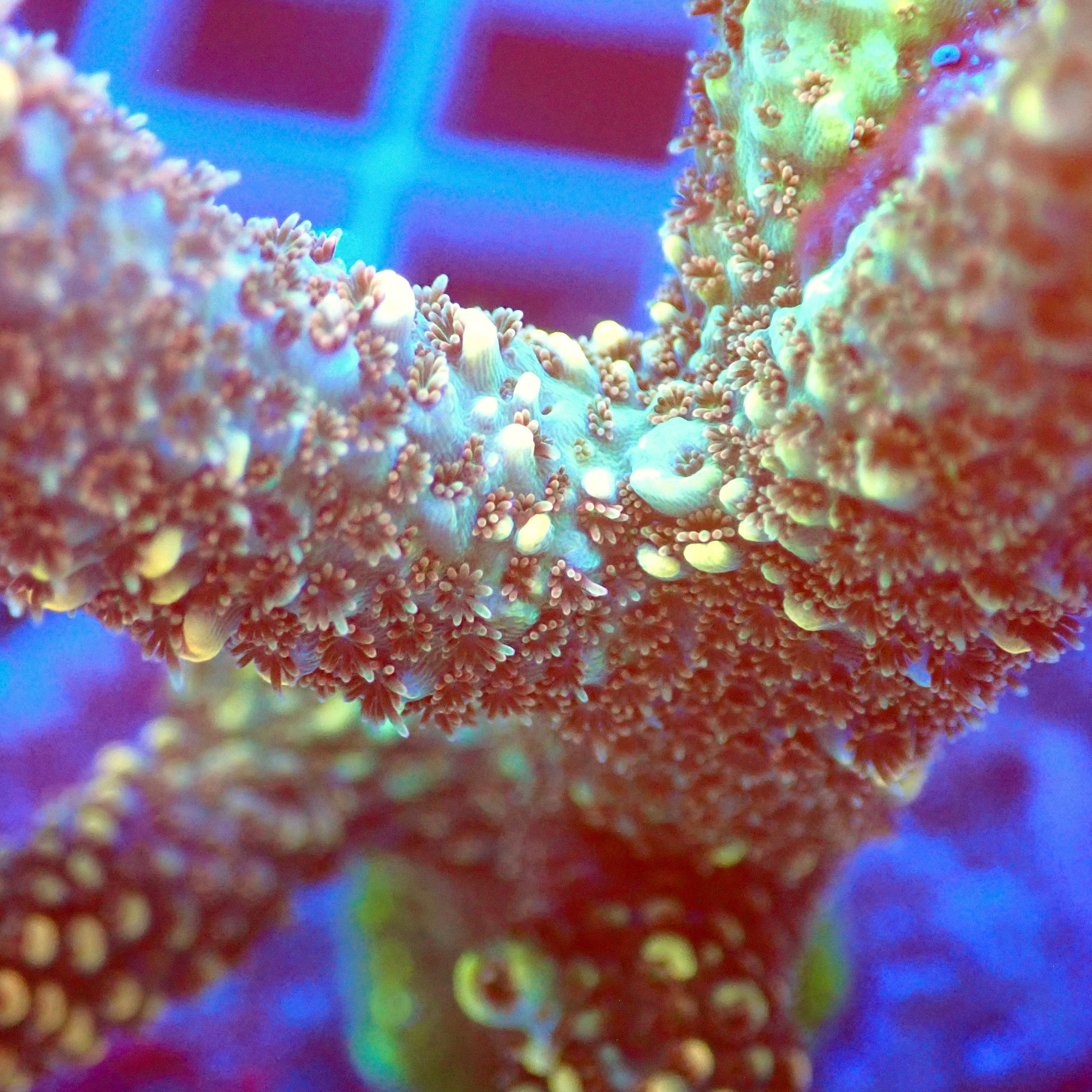 Acro Colony T2C4 macro