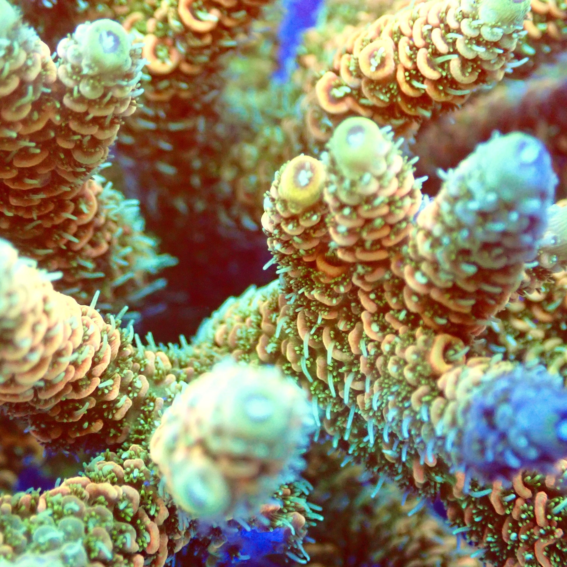 Acro Colony T2C5 macro