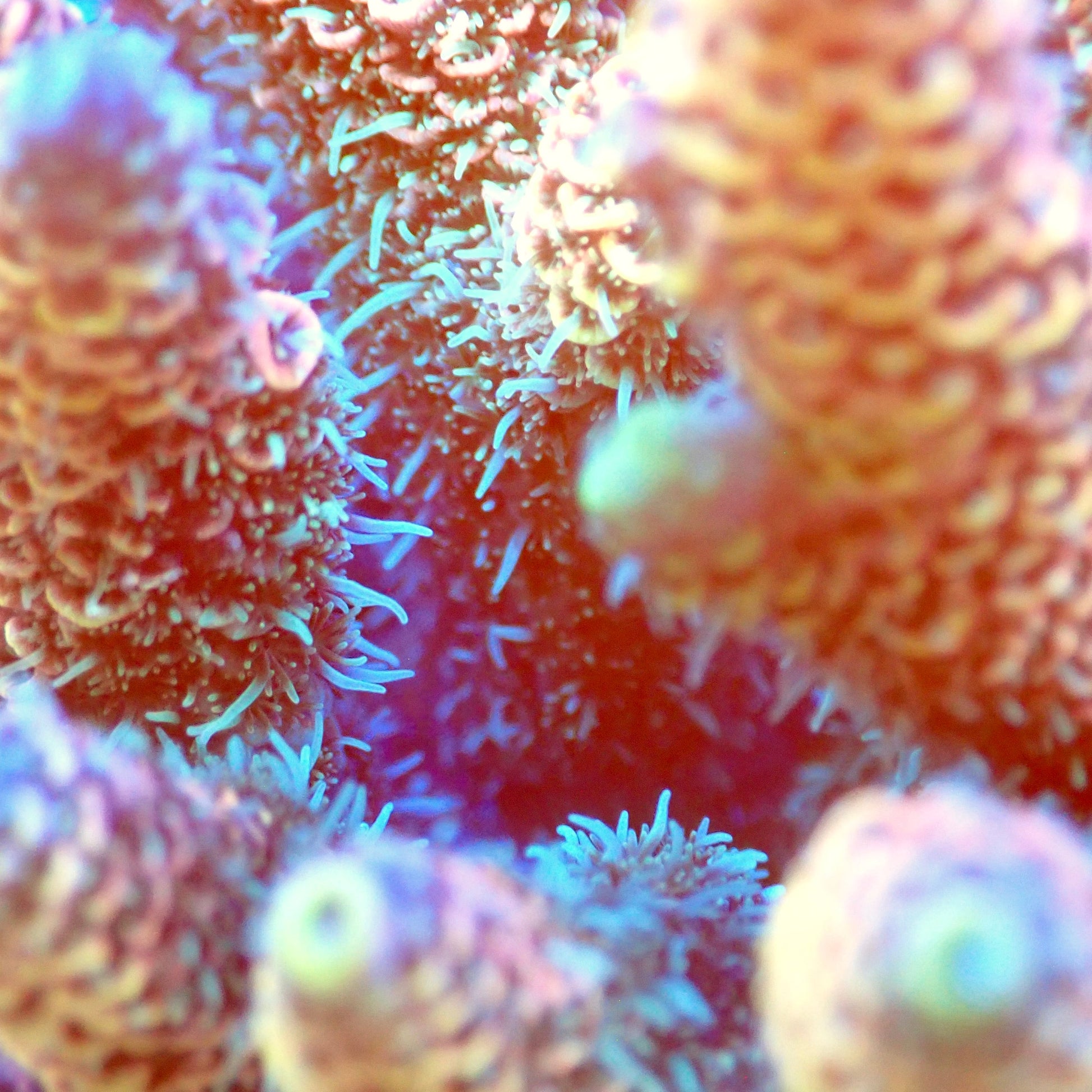 Acro Colony T2C6 macro