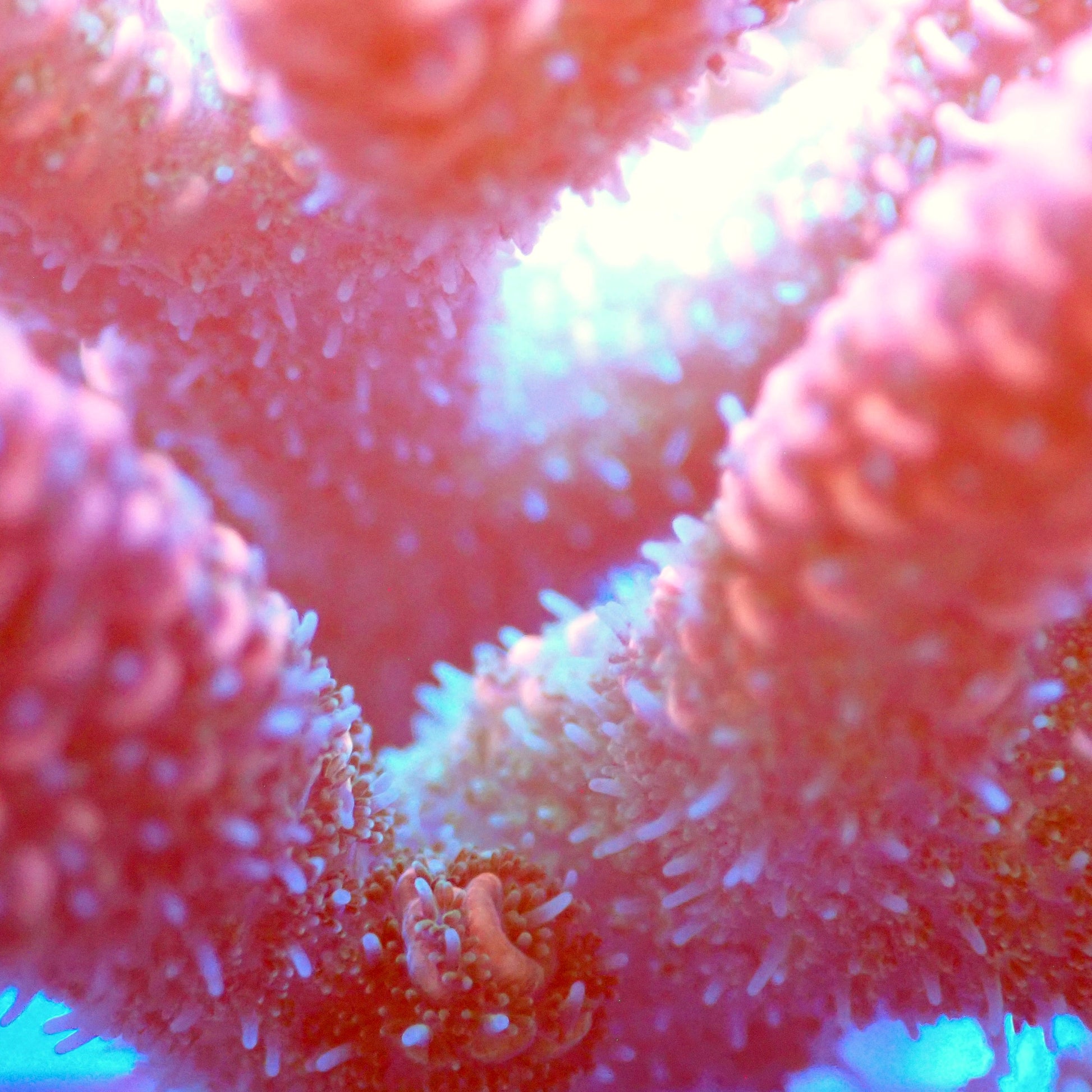 Acro Colony T2C7 macro