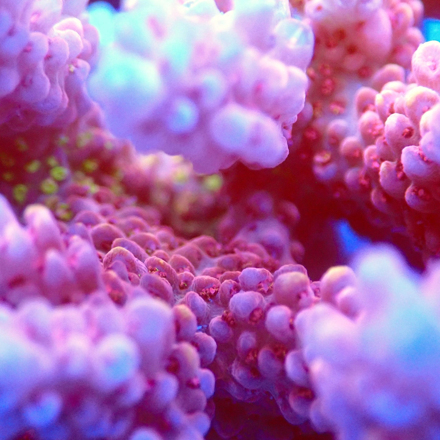 Acro Colony T2C8 macro