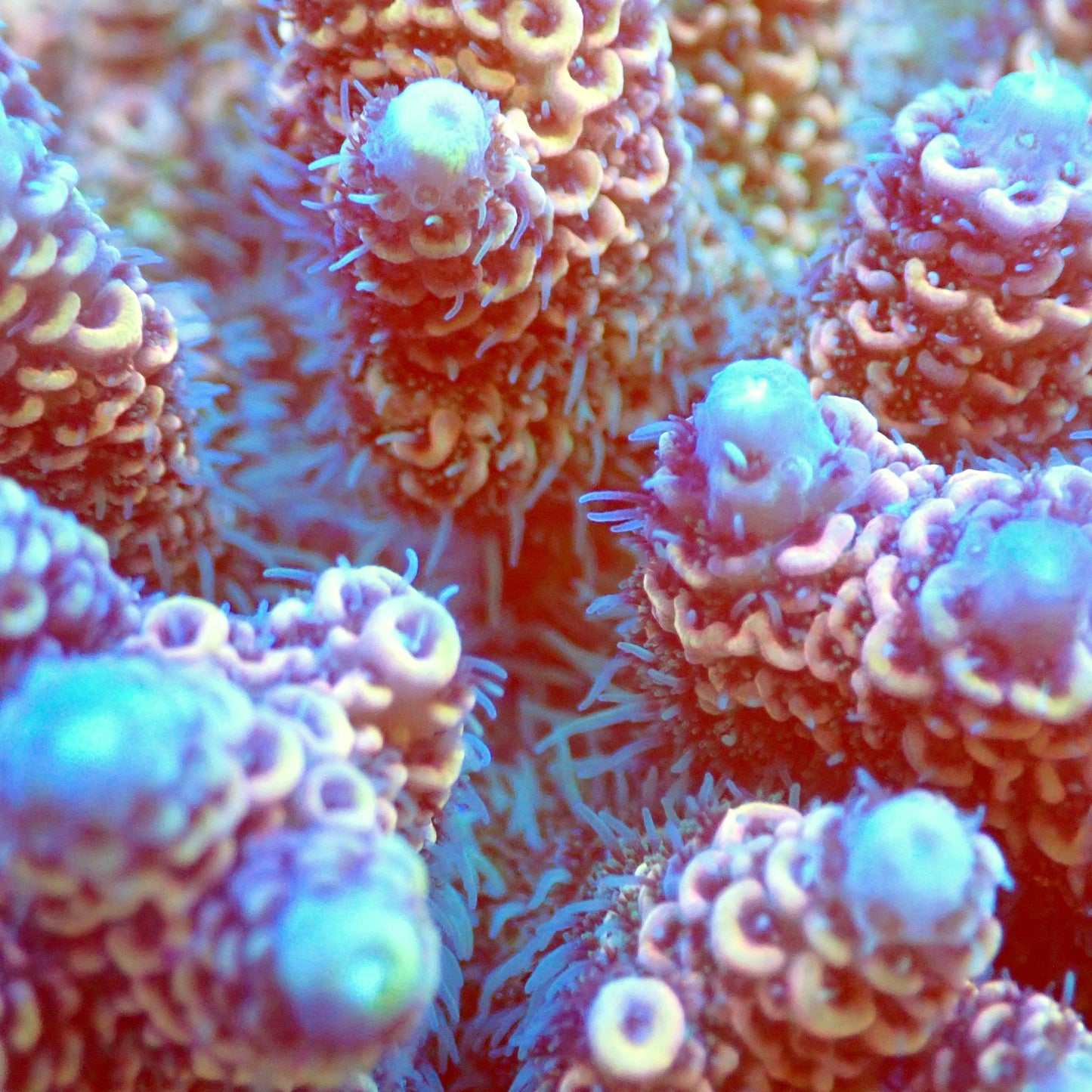 Acro Colony T2C9 macro