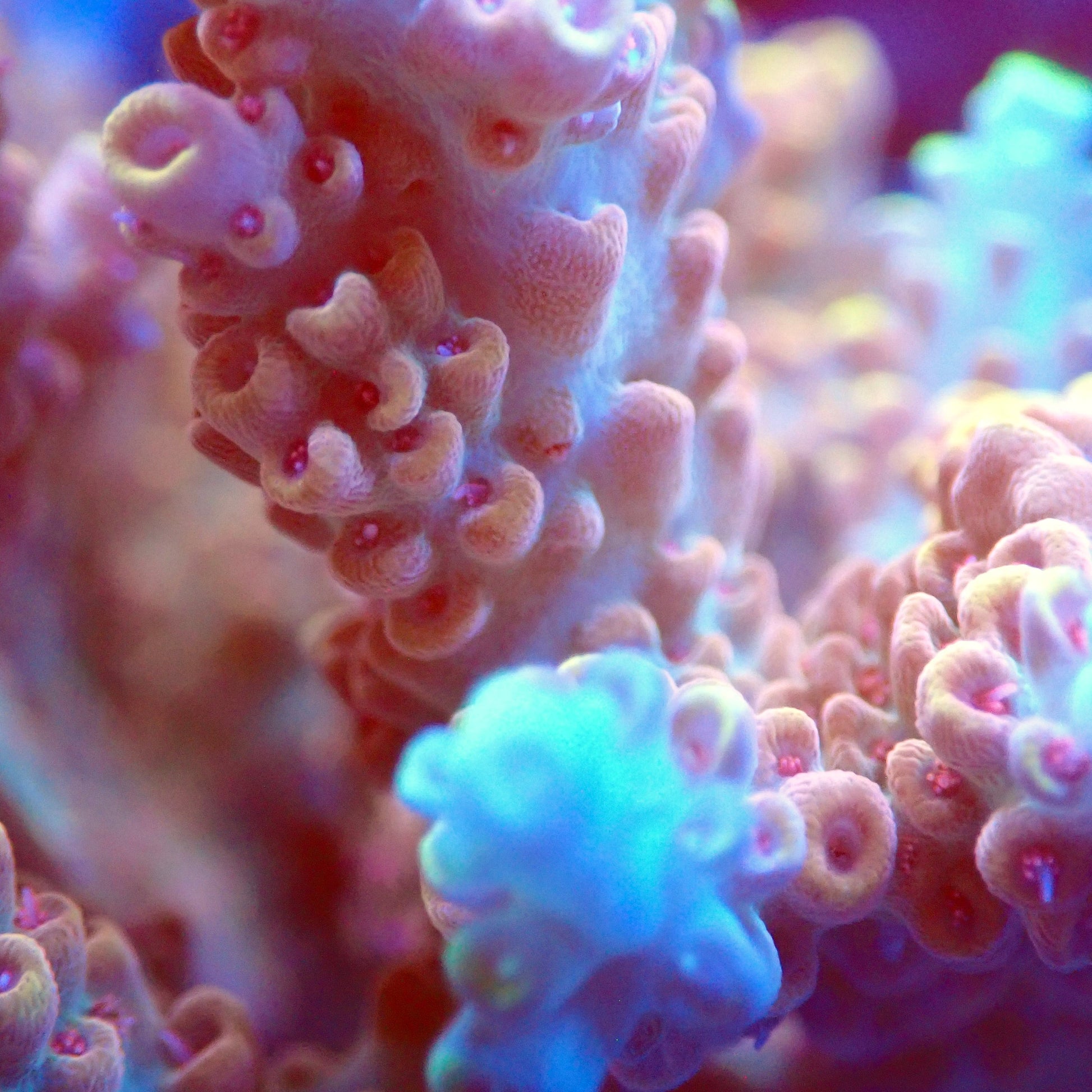 Acro Colony T2D10 macro