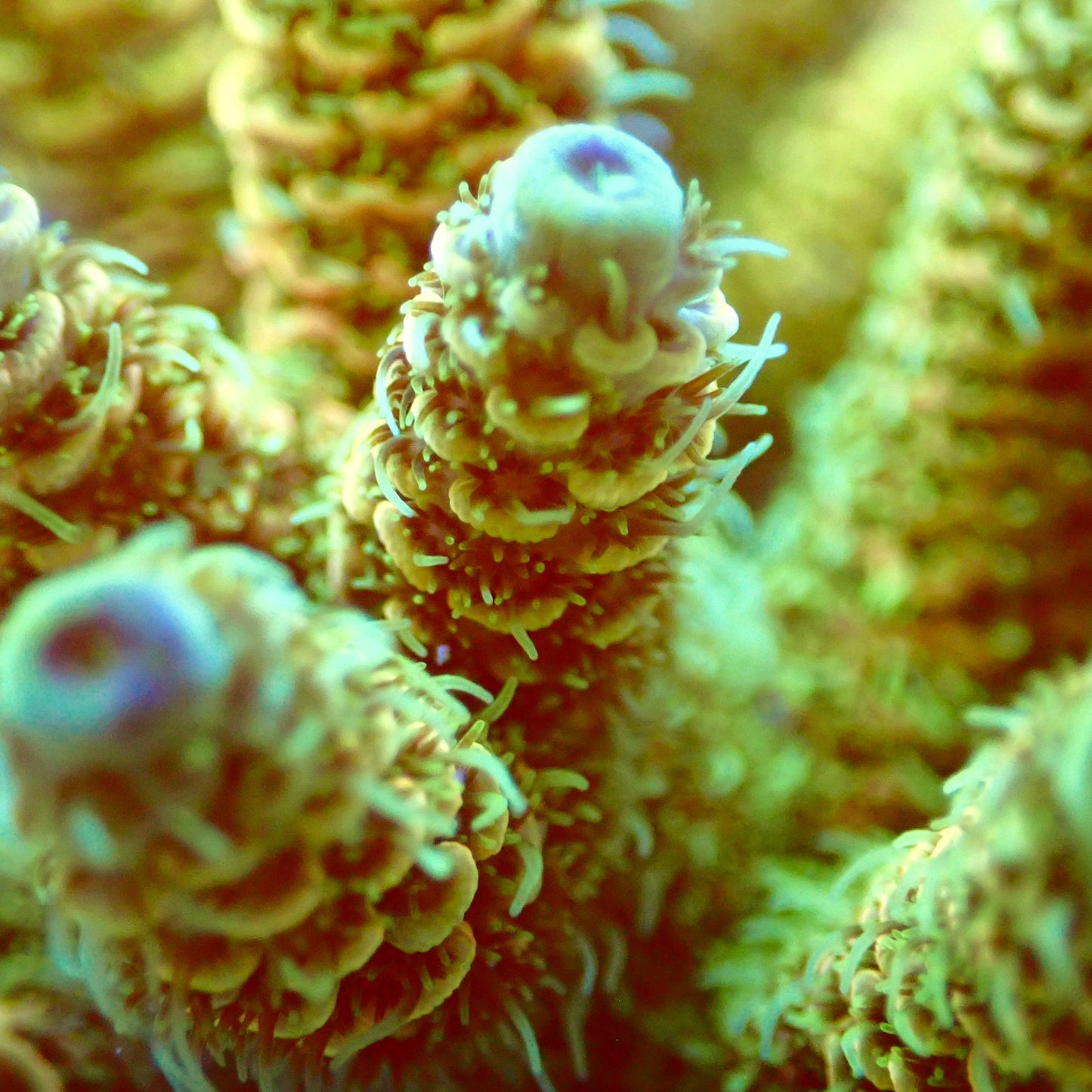 Acro Colony T2D1 macro