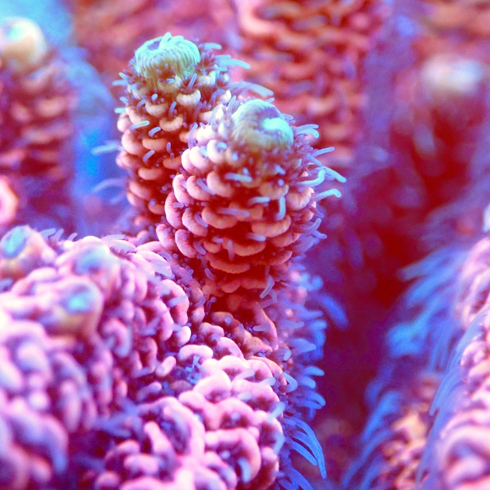 Acro Colony T2D2 macro