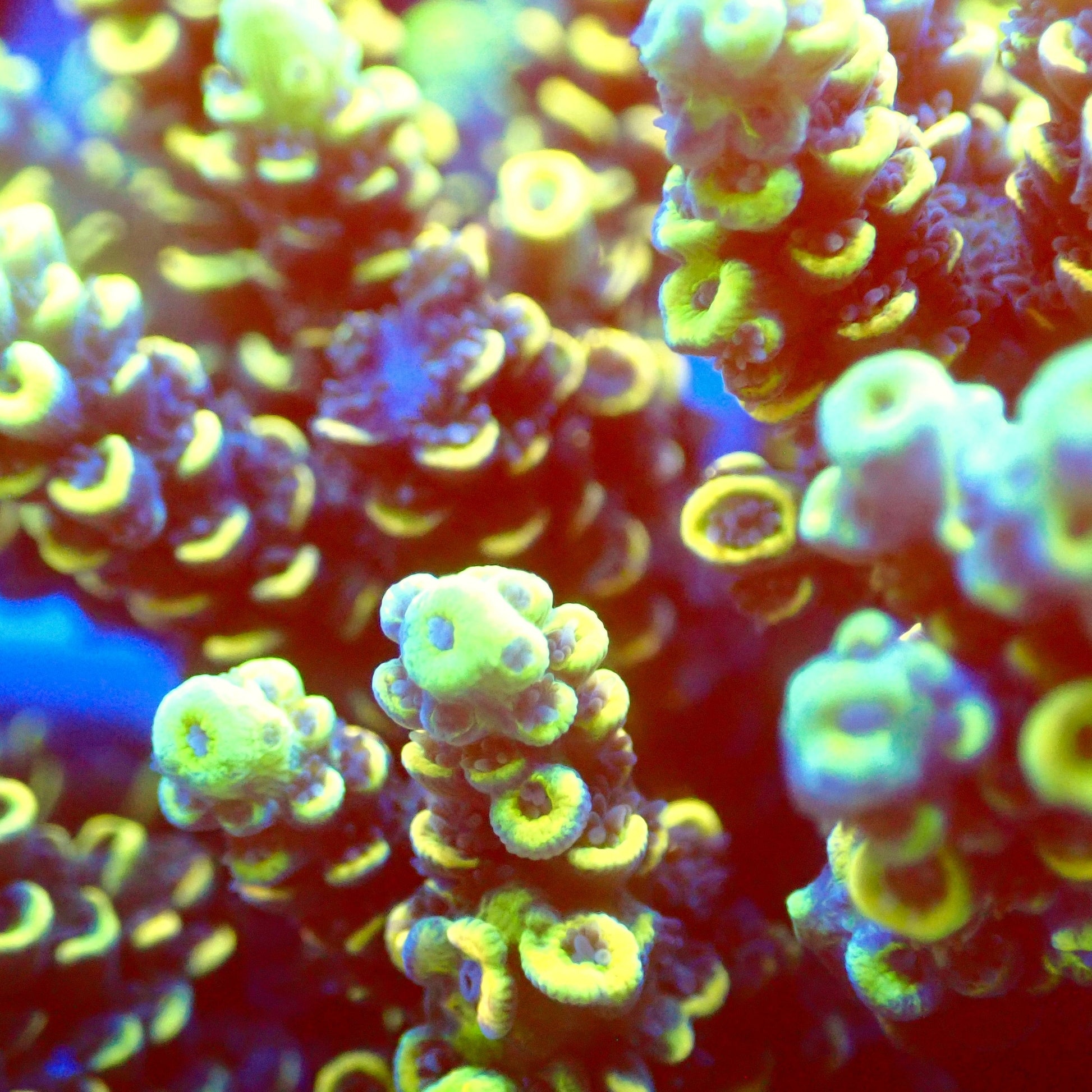 Acro Colony T2D3 macro