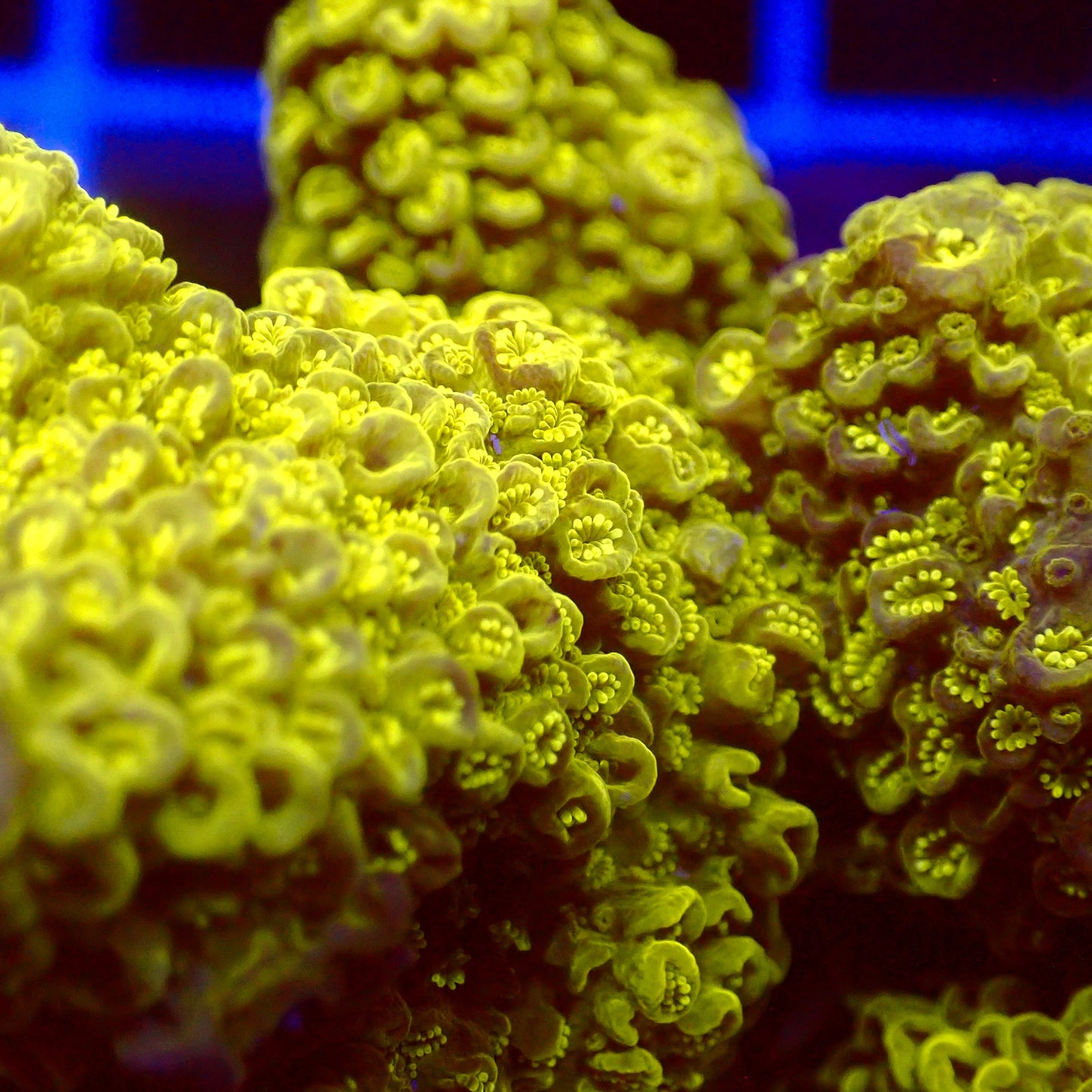Acro Colony T2D4 macro