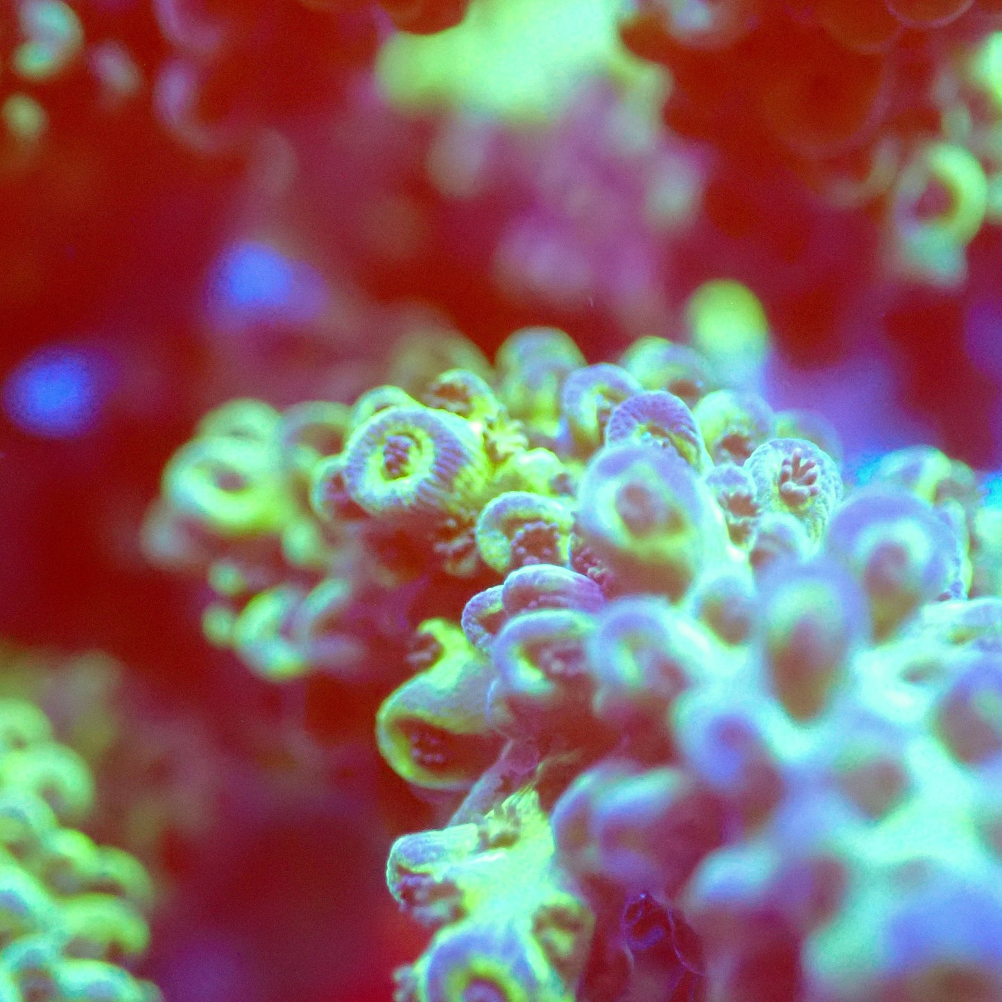 Acro Colony T2D6 macro