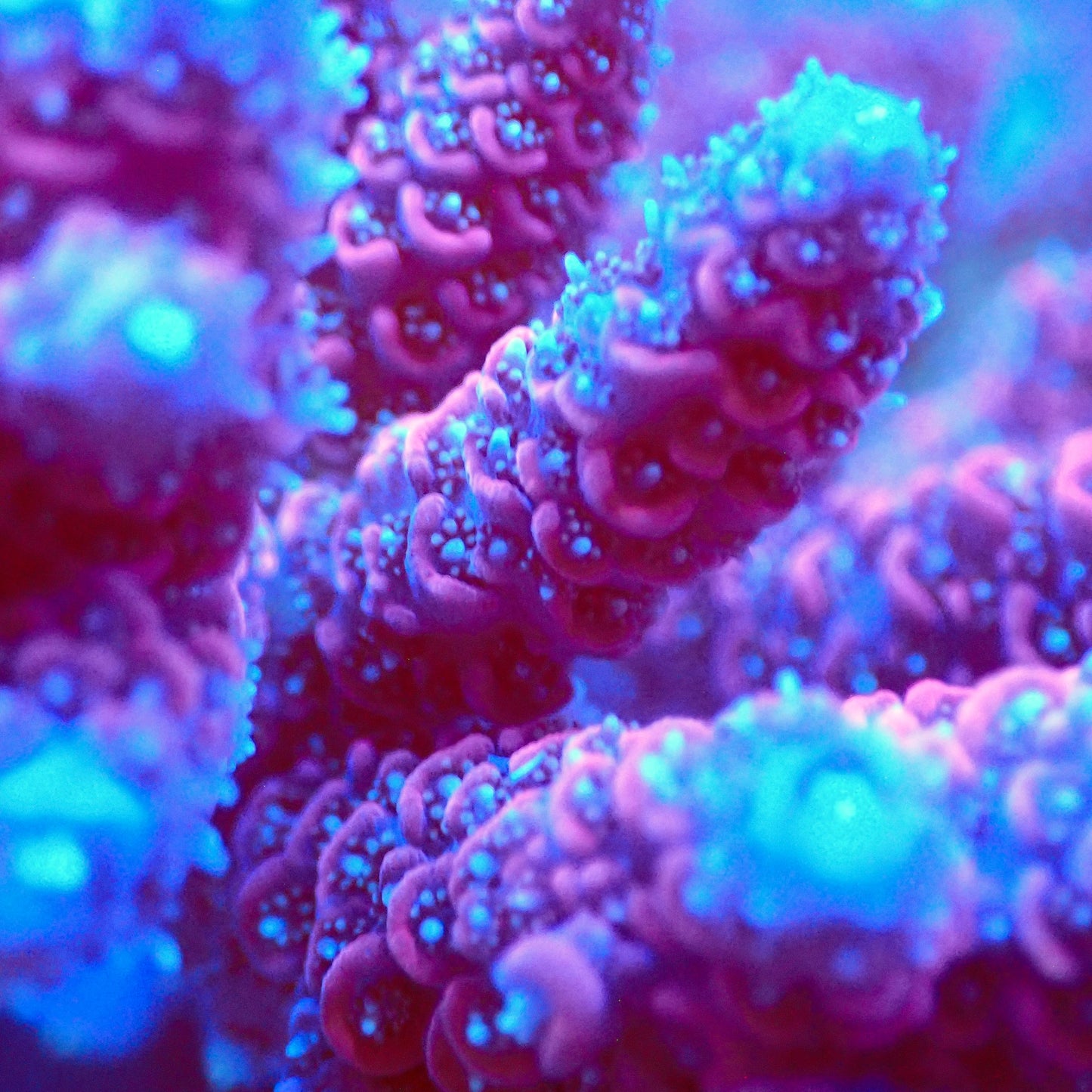 Acro Colony T2D7 macro