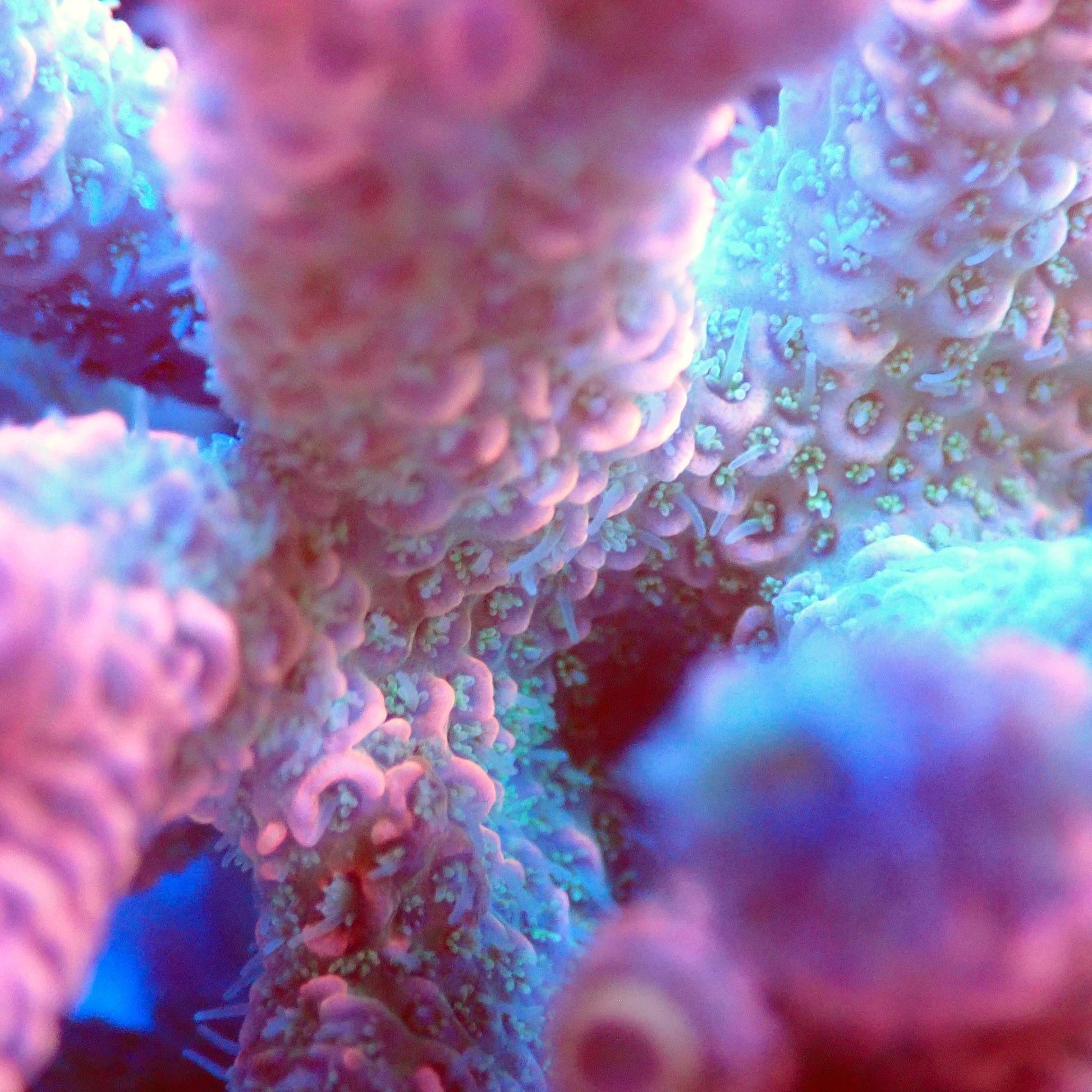 Acro Colony T2D8 macro