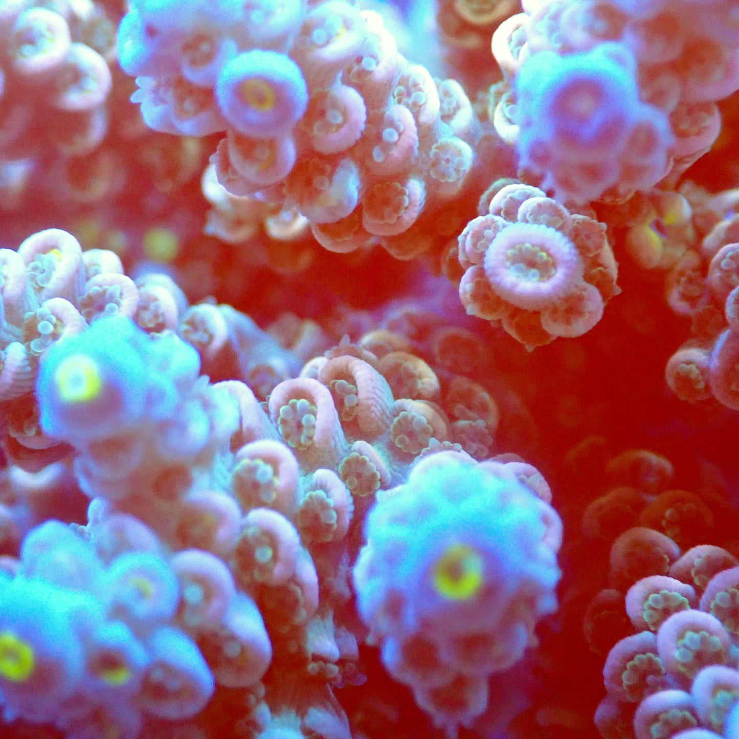 Acro Colony T2E1 macro
