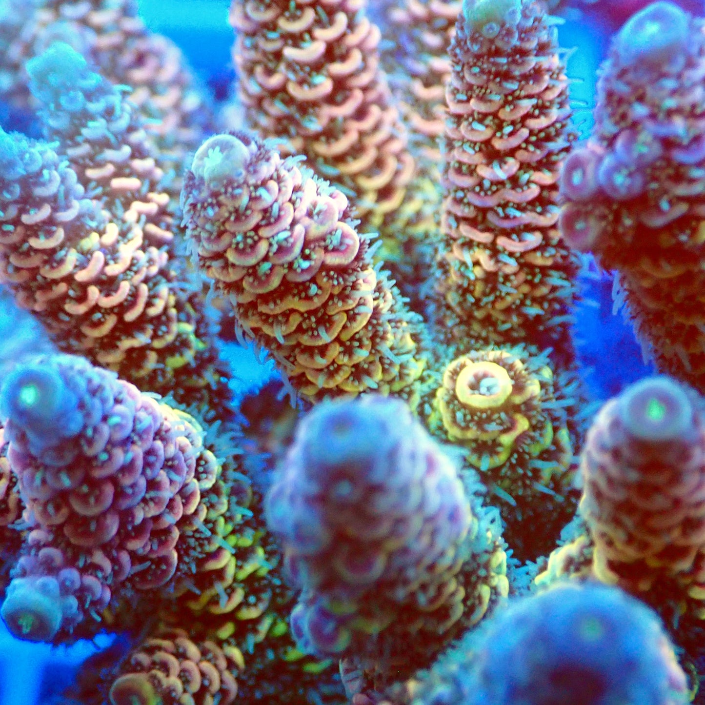 Acro Colony T2E2 macro