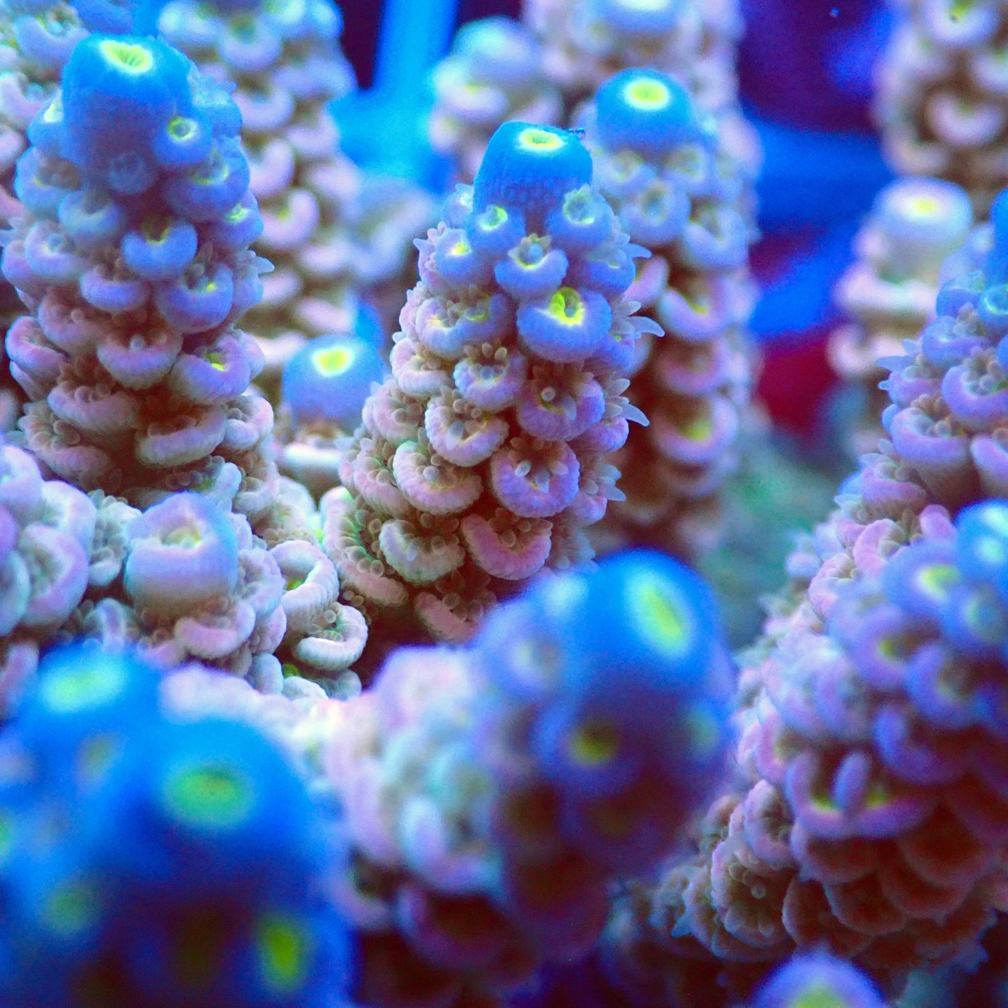 Acro Colony T2E3 macro