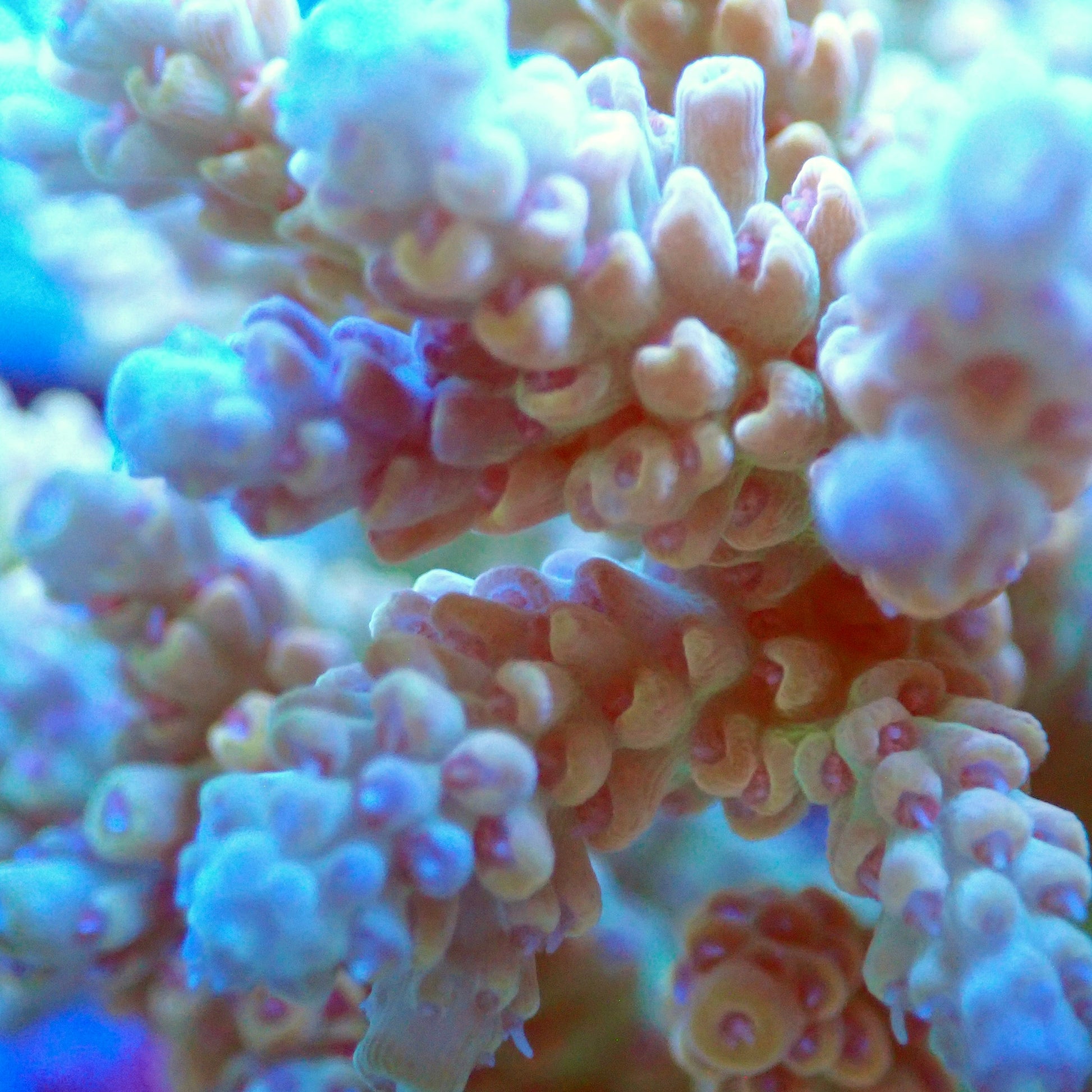 Acro Colony T2E4 macro