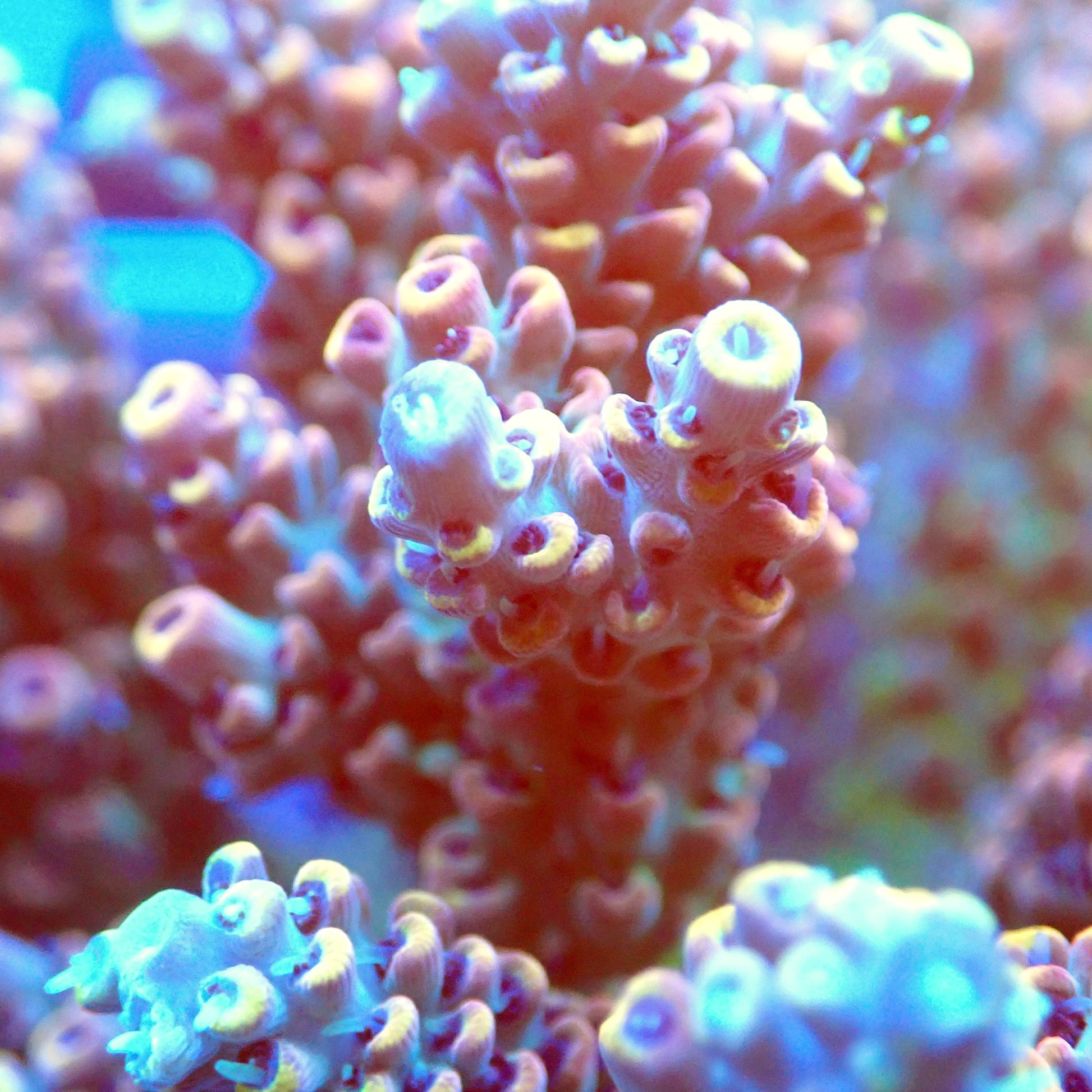 Acro Colony T2E5 macro