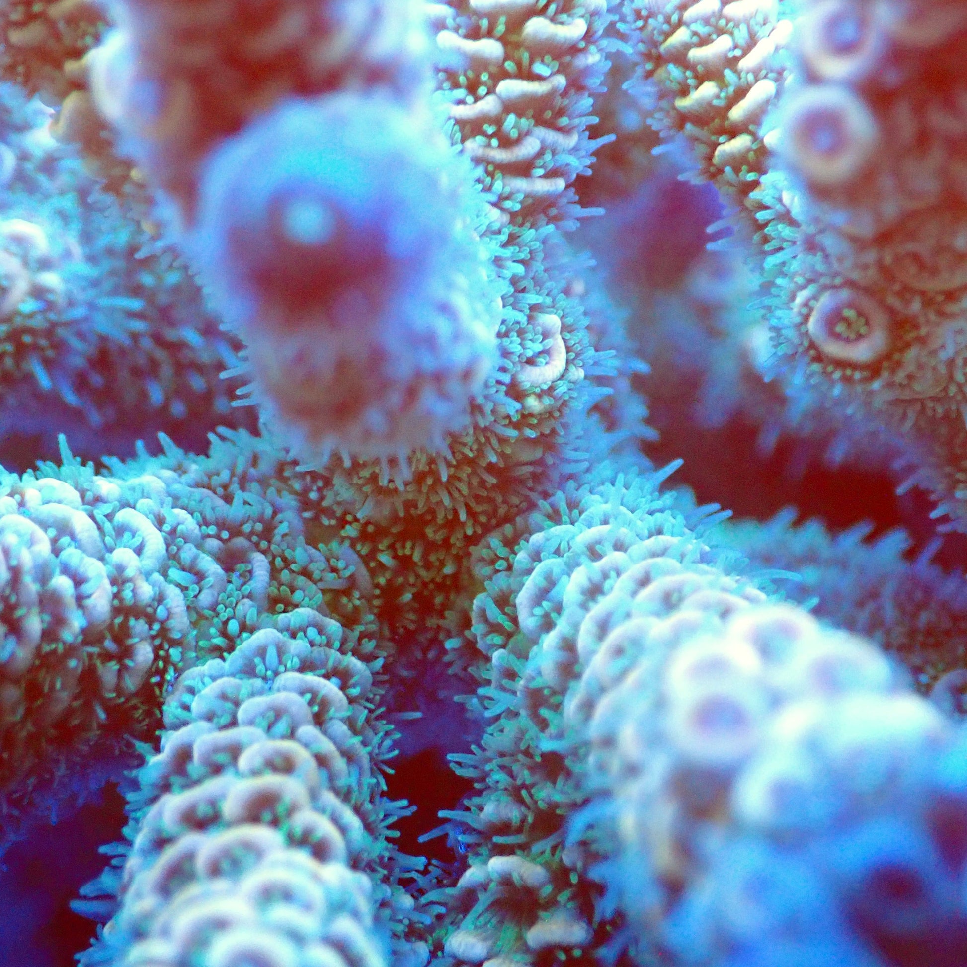 Acro Colony T2E6 macro
