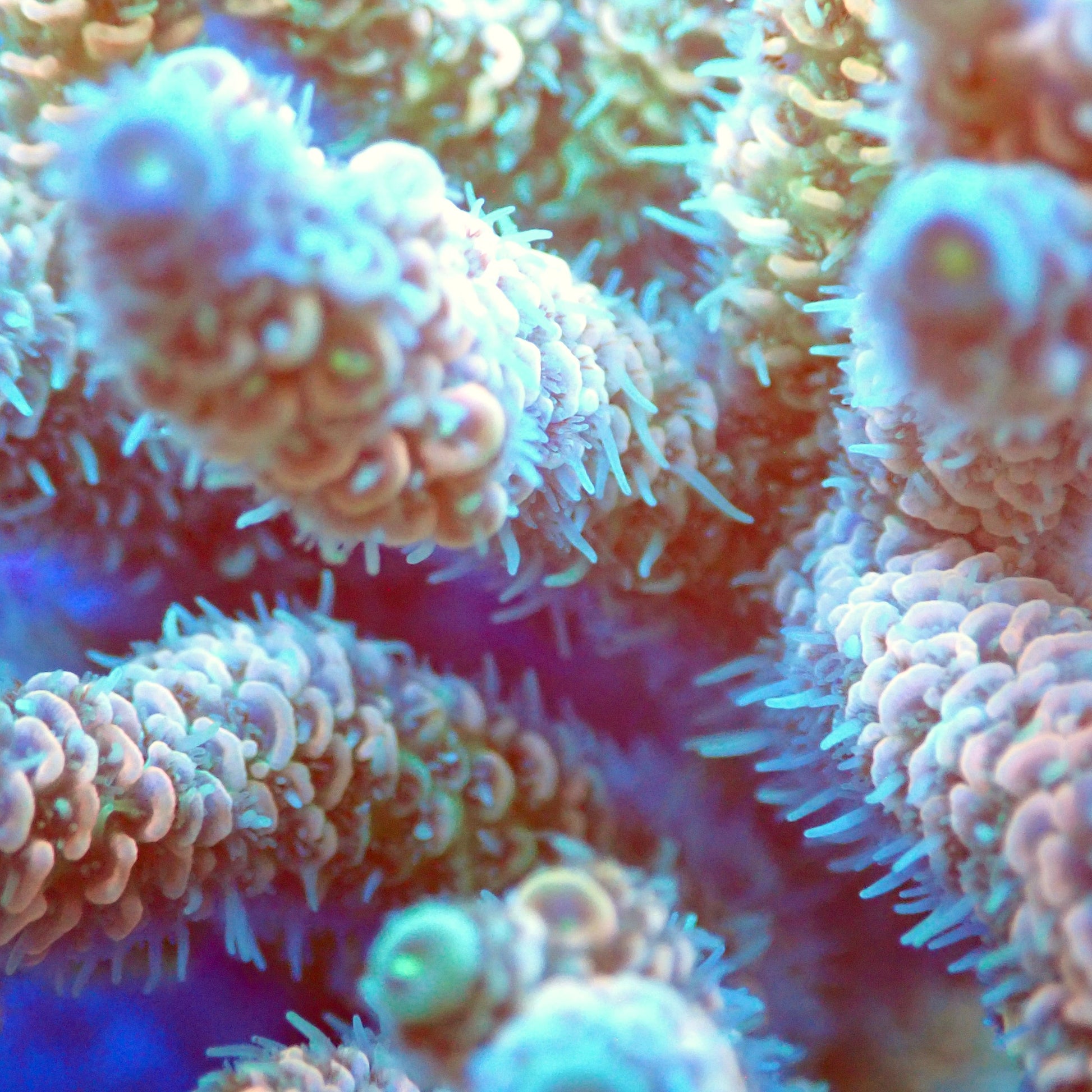 Acro Colony T2E7 macro