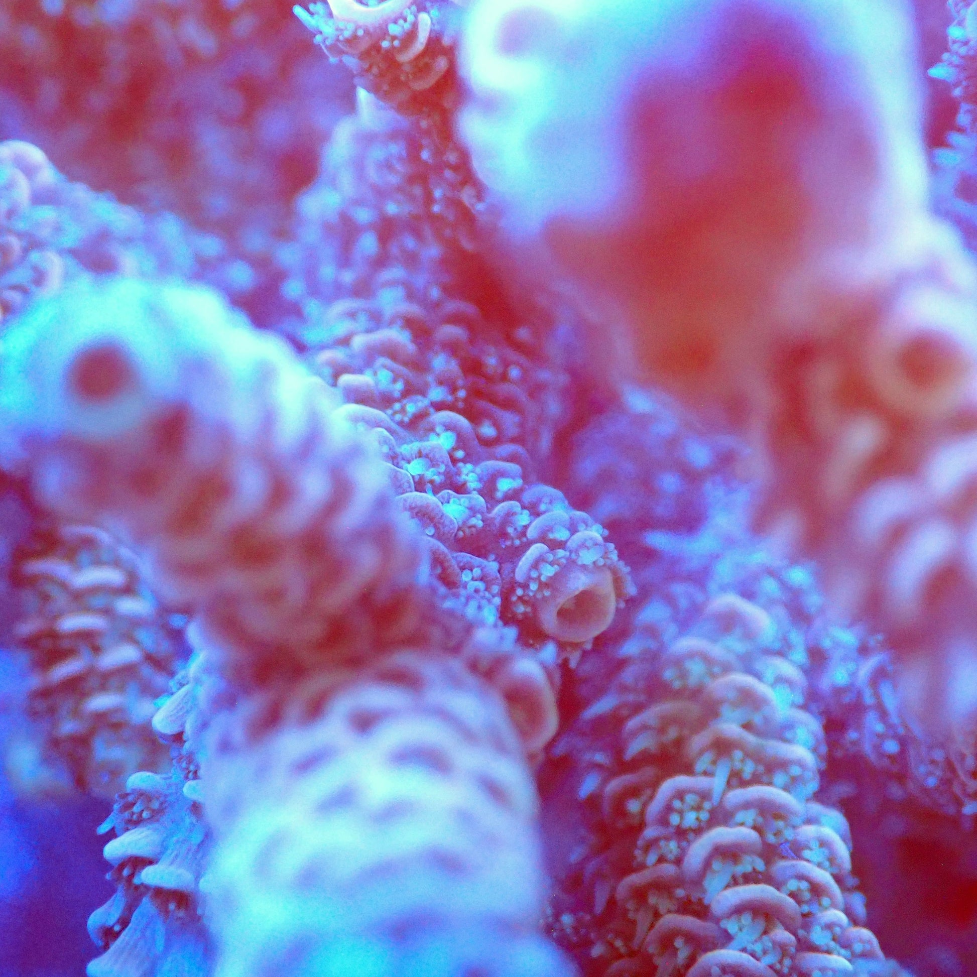 Acro Colony T2E8 macro