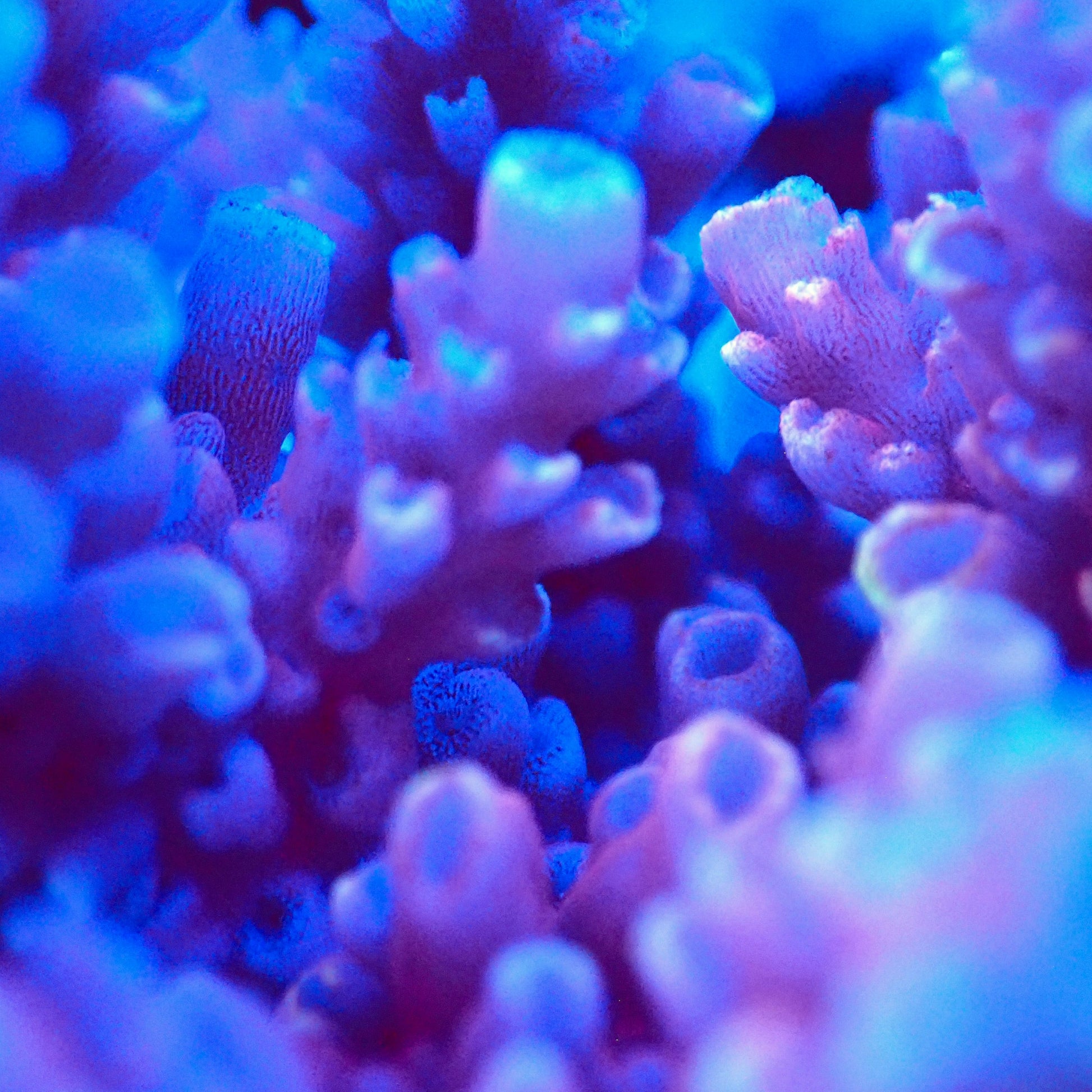 Acro Colony T2F10 macro