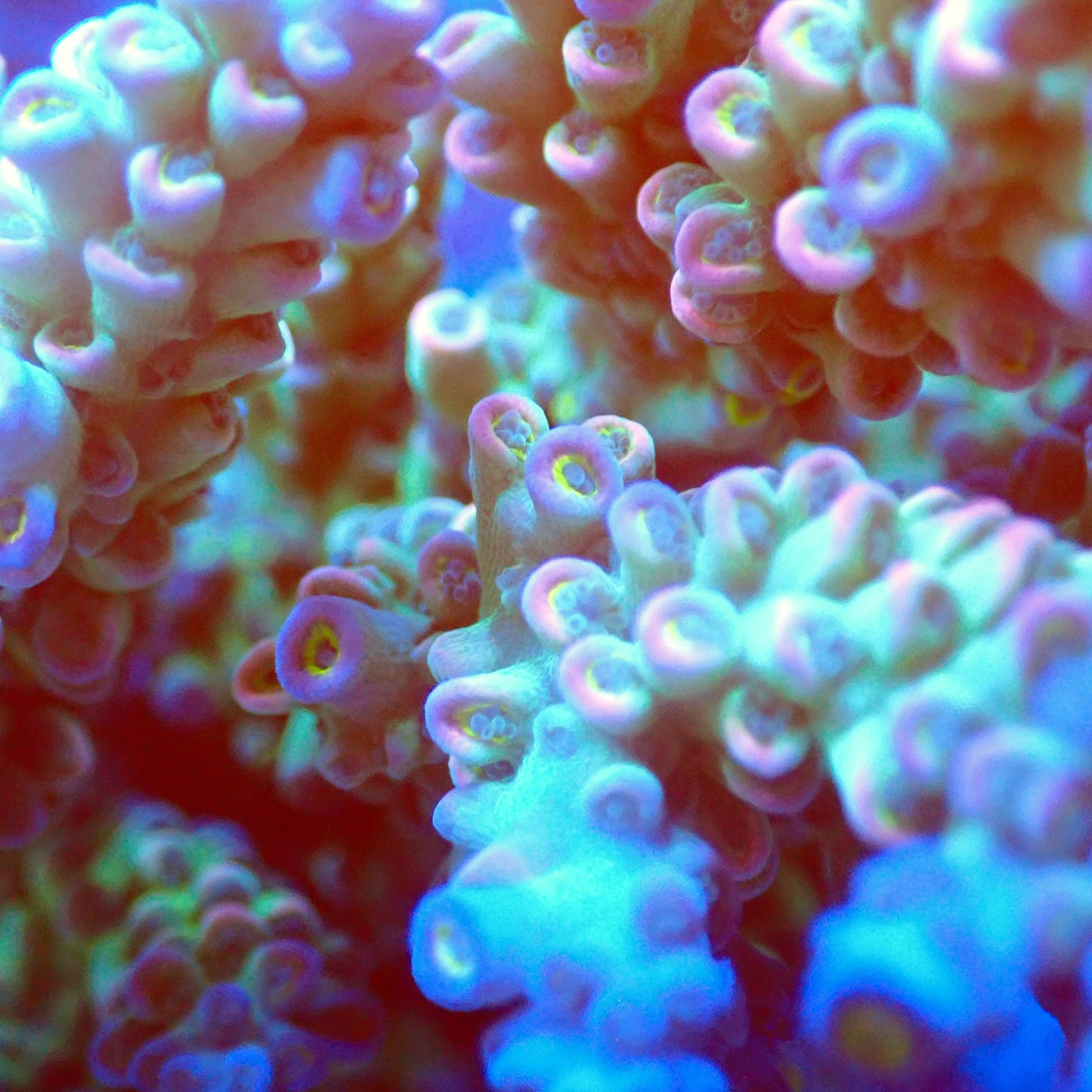 Acro Colony T2F1 macro