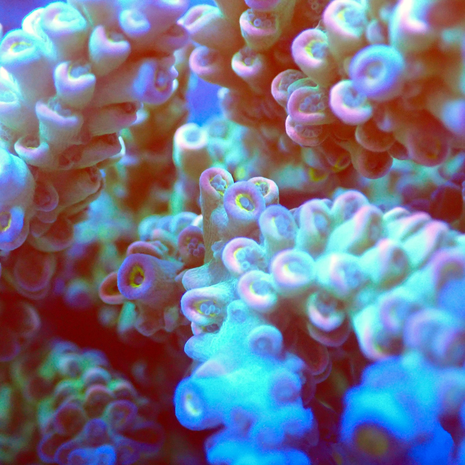 Acro Colony T2F1 macro