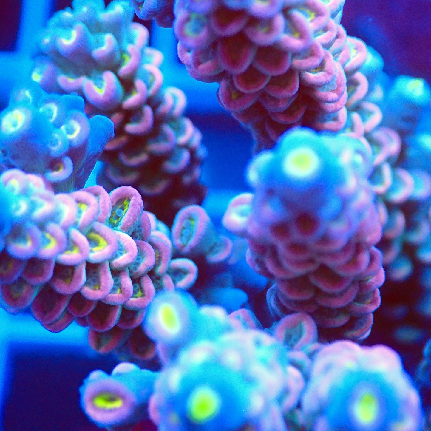 Acro Colony T2F2 macro